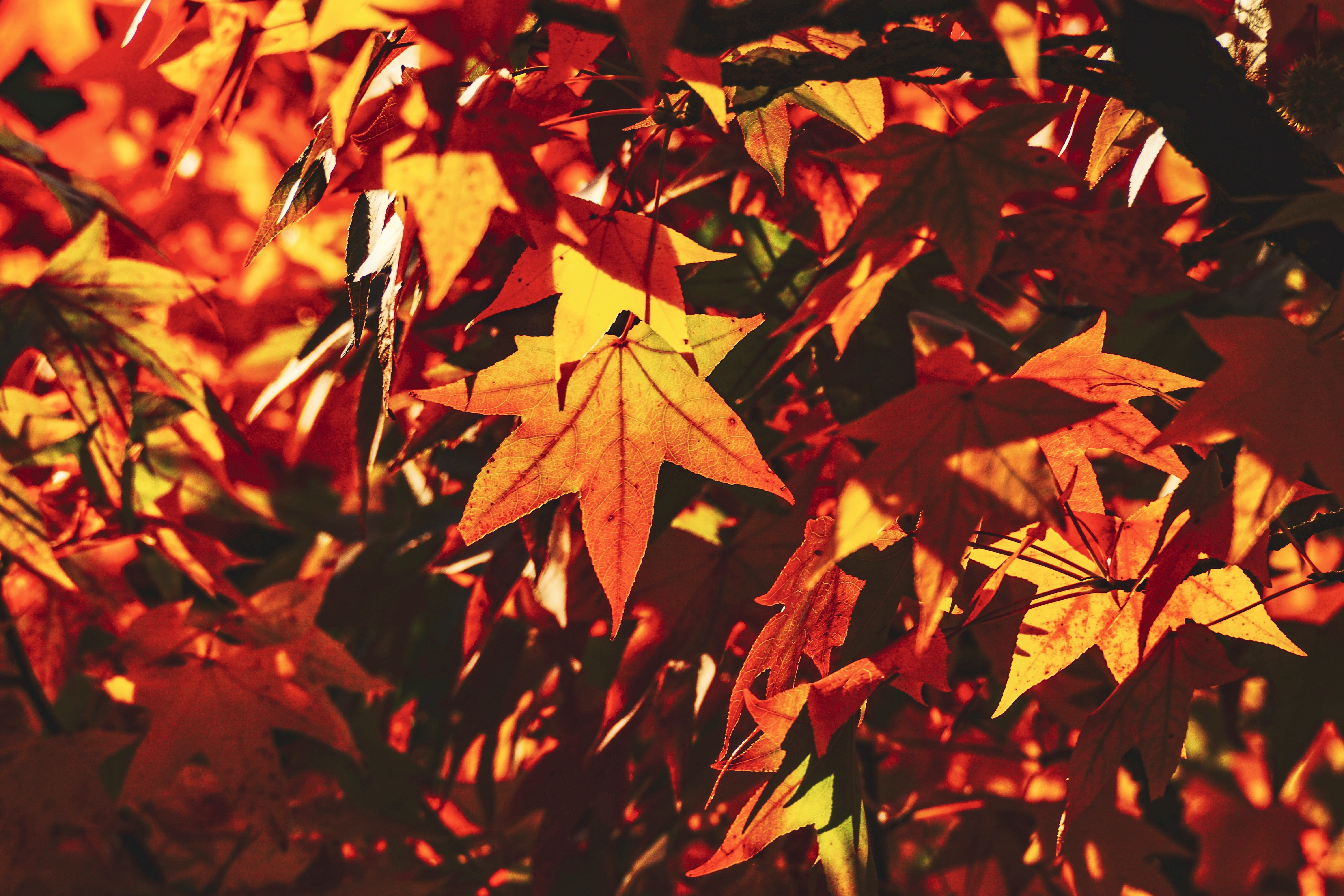 plant part, colorful, nature, orange color, orange, orange red, deciduous tree, growth, structure, autumn mood, outdoors, leaves, plant, autumn, intensive, HD Wallpaper