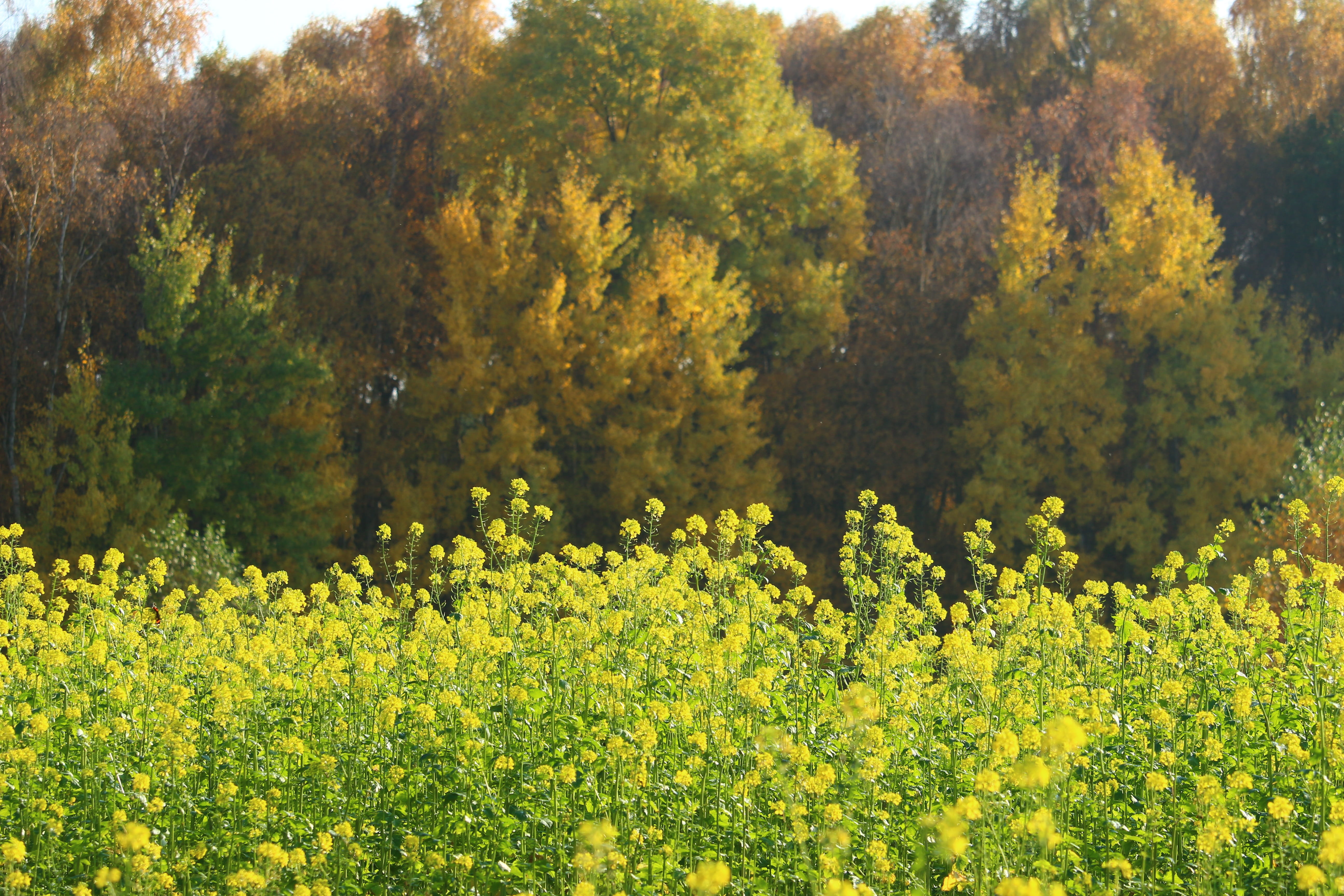 emerge, yellow, flower, land, change, fragility, indian summer, fall foliage, tranquil scene, color, autumn, autumn forest, nature, oilseed rape, leaves, HD Wallpaper