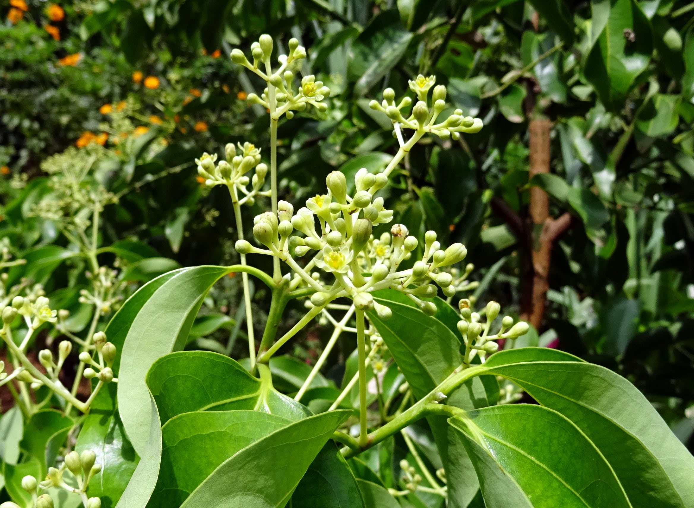 nature, leaves, day, flower head, indian cassia, flowering plant, flora, tejapatta, freshness, focus on foreground, close-up, malabar leaf, cinnamomum tamala, HD Wallpaper