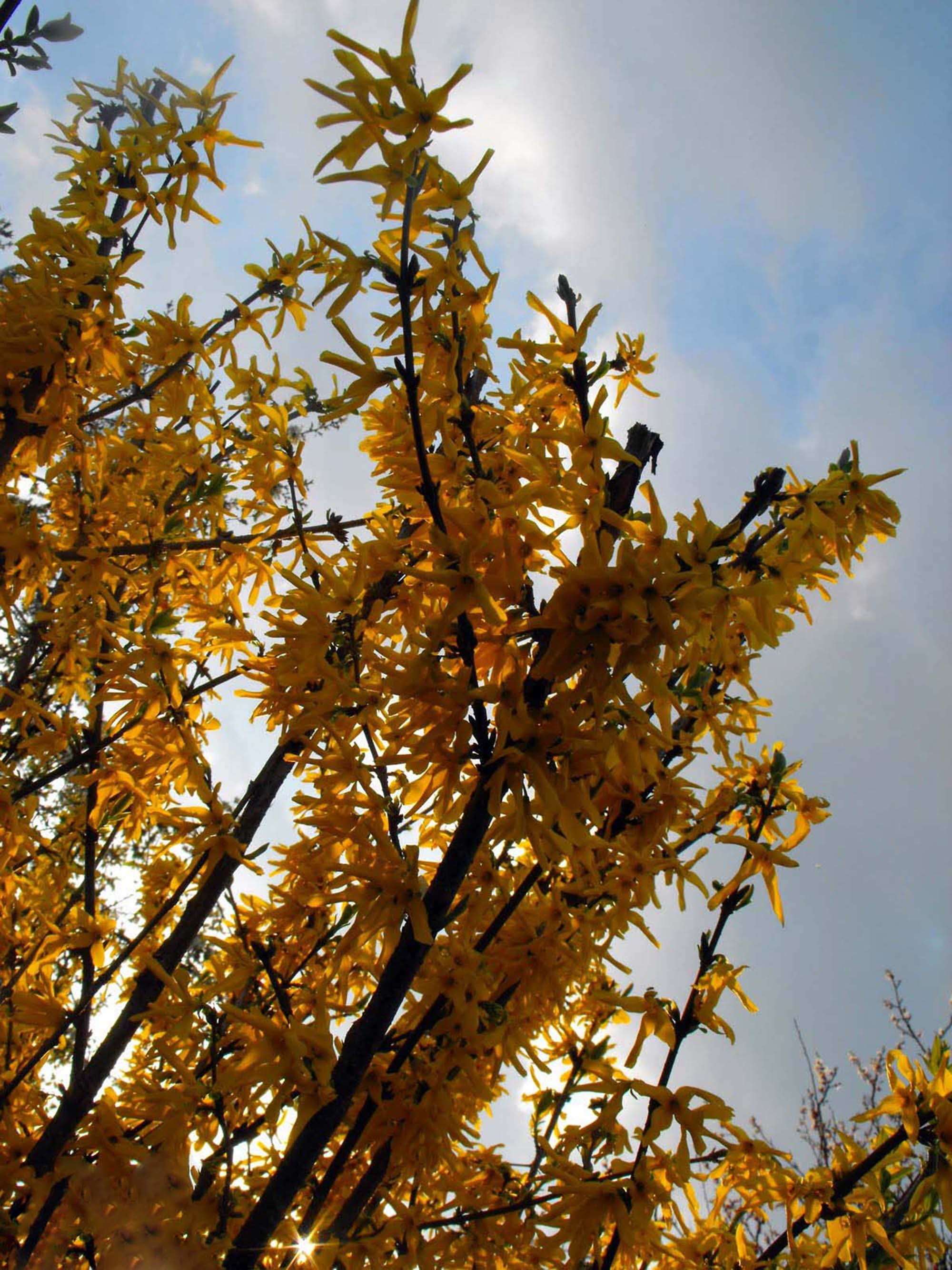 sun, beauty in nature, golden shower, no people, branches, day, plant, leaf, tranquility, spring, flower, 2K, sky, change, branch, focus on foreground, Phone HD Wallpaper