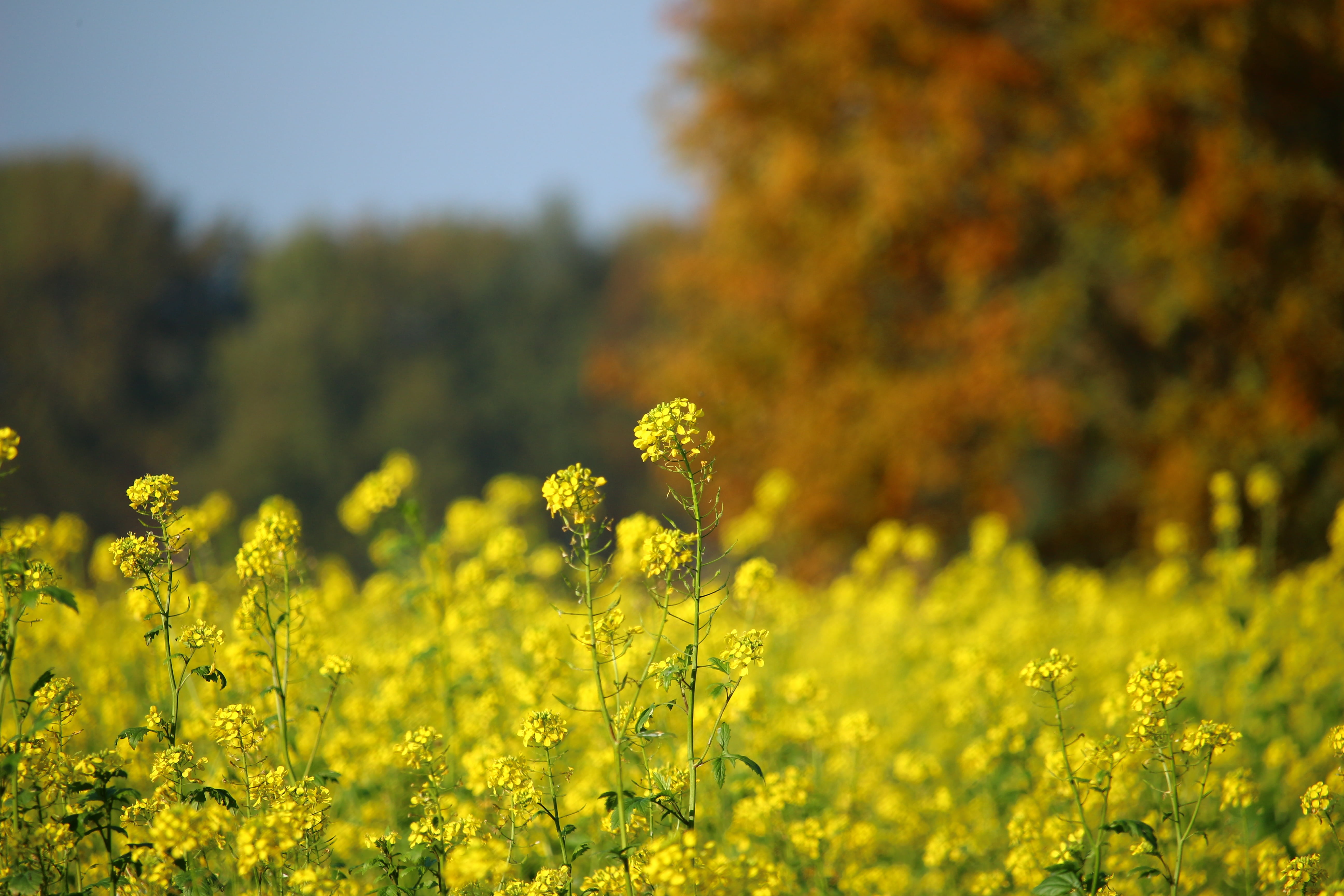 growth, selective focus, golden autumn, day, beauty in nature, freshness, environment, indian summer, nature, oilseed rape, field of rapeseeds, tranquility, HD Wallpaper