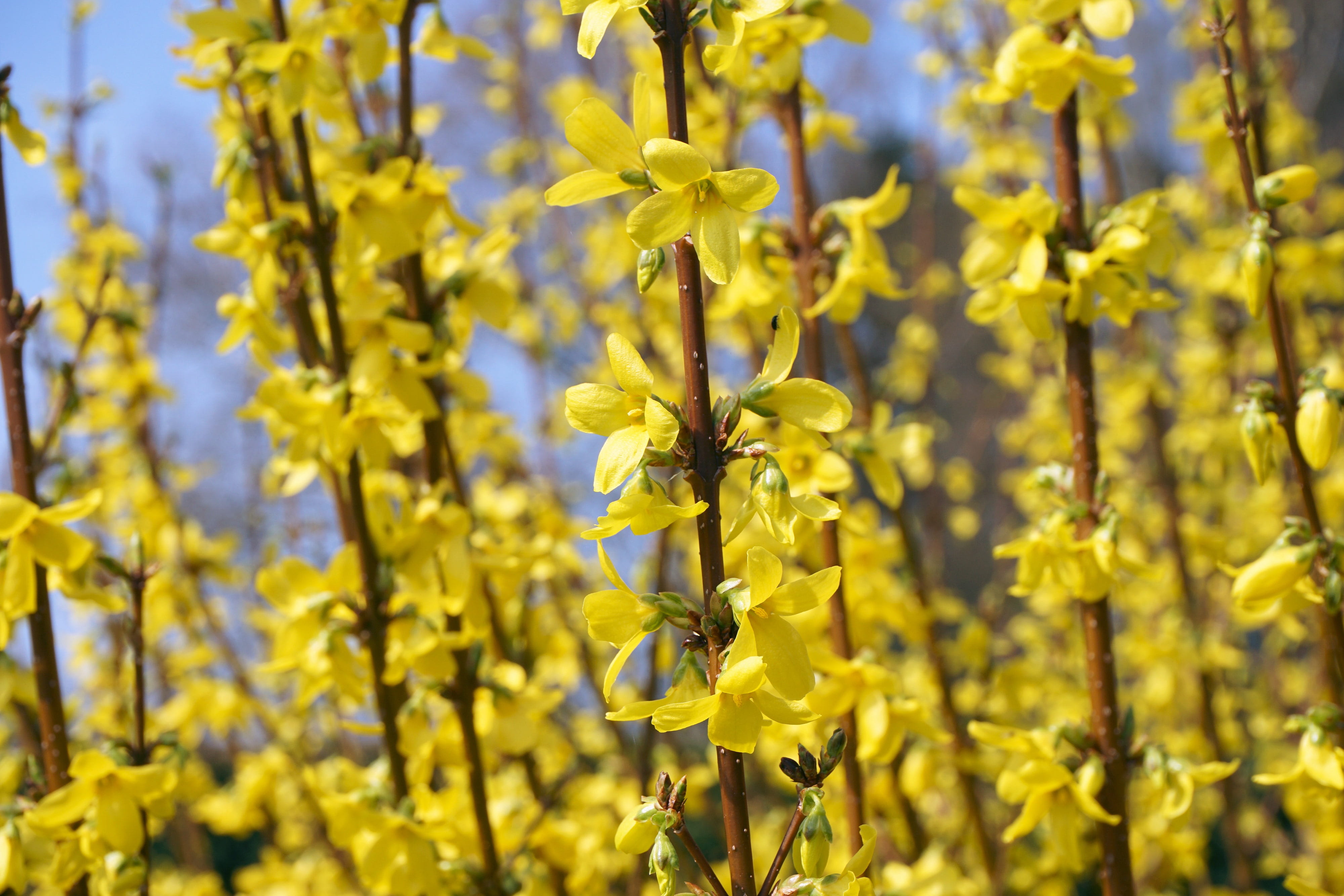 invertebrate, flower, pollination, vulnerability, forsythia, freshness, purple, petal, yellow flower, gold lilac, focus on foreground, yellow, beauty in nature, HD Wallpaper