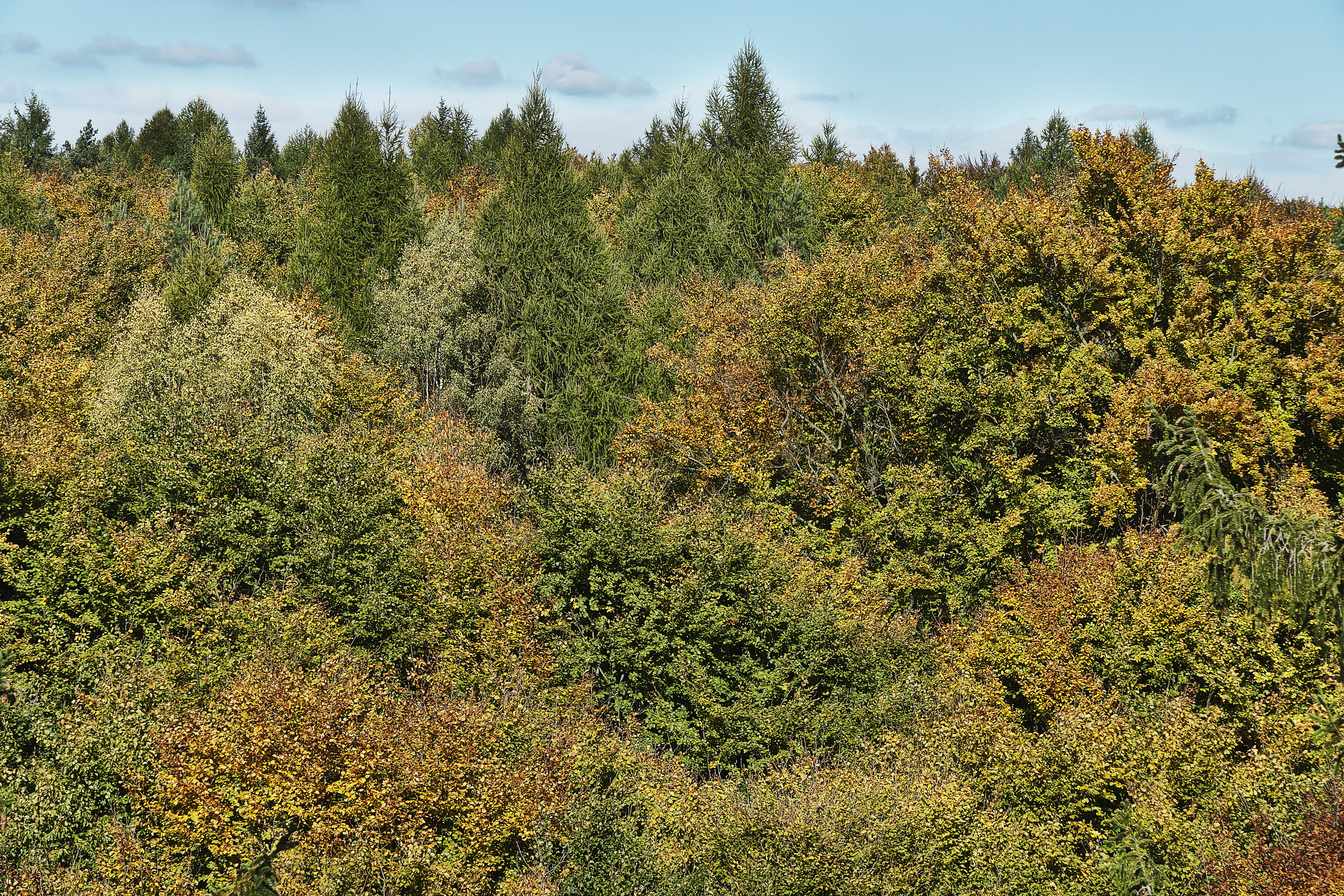 autumn forest, colorful, remote, mood, fall foliage, indian summer, fall color, golden autumn, high angle view, october, autumn mood, idyllic, fall leaves, HD Wallpaper