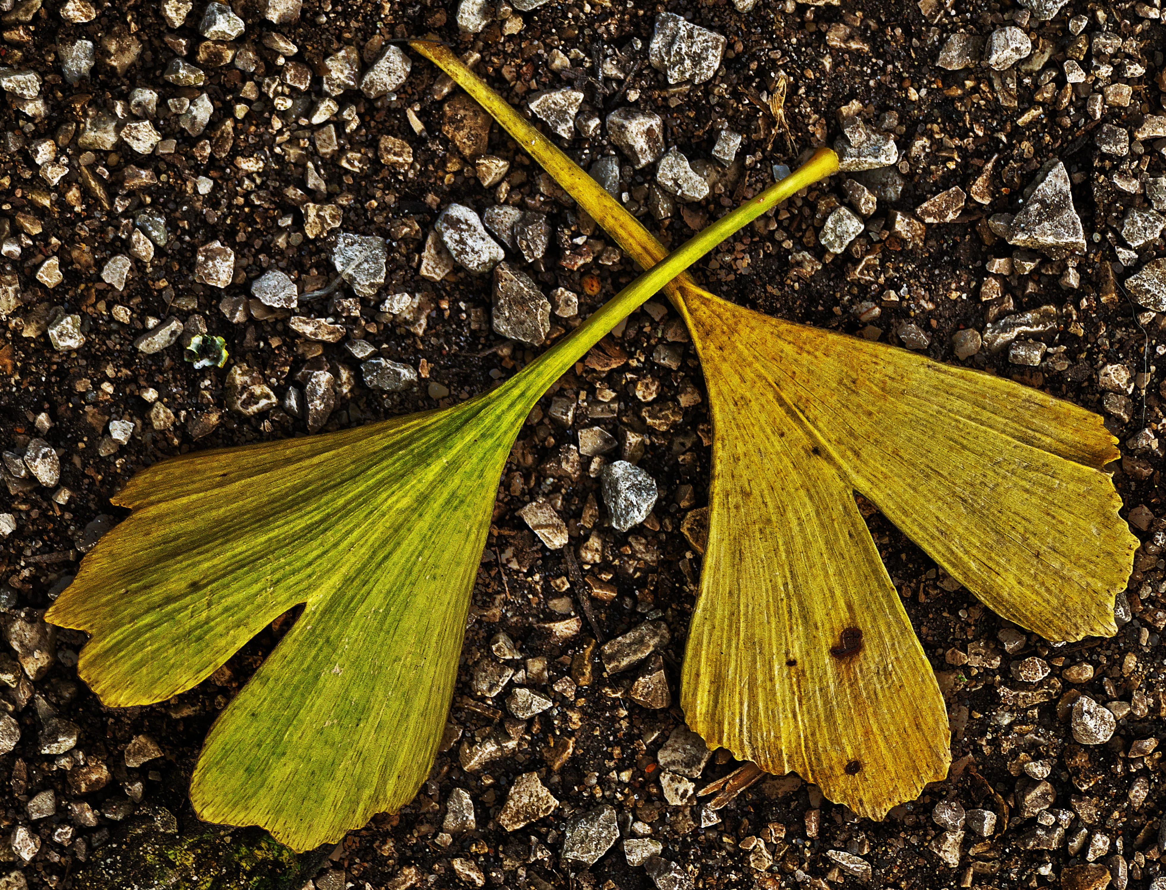 back light, atmospheric, atmosphere, yellow, outdoors, leaves, high angle view, golden october, green color, directly above, leaf coloring, plant part, HD Wallpaper