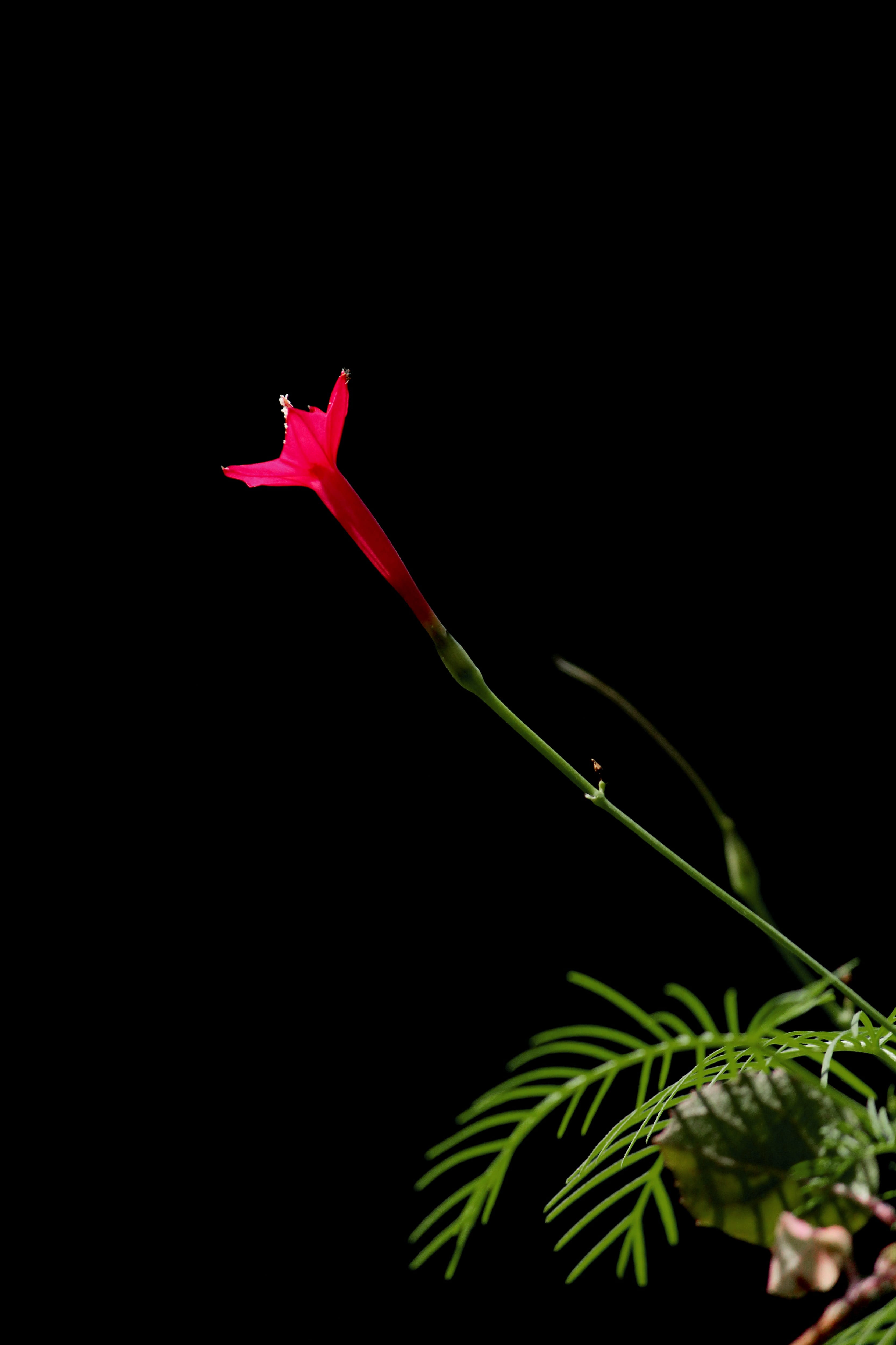 plant part, black background, freshness, no people, green, flora, flower, nature, 4K, vulnerability, flower head, red, studio shot, kerala, pink color, Phone HD Wallpaper