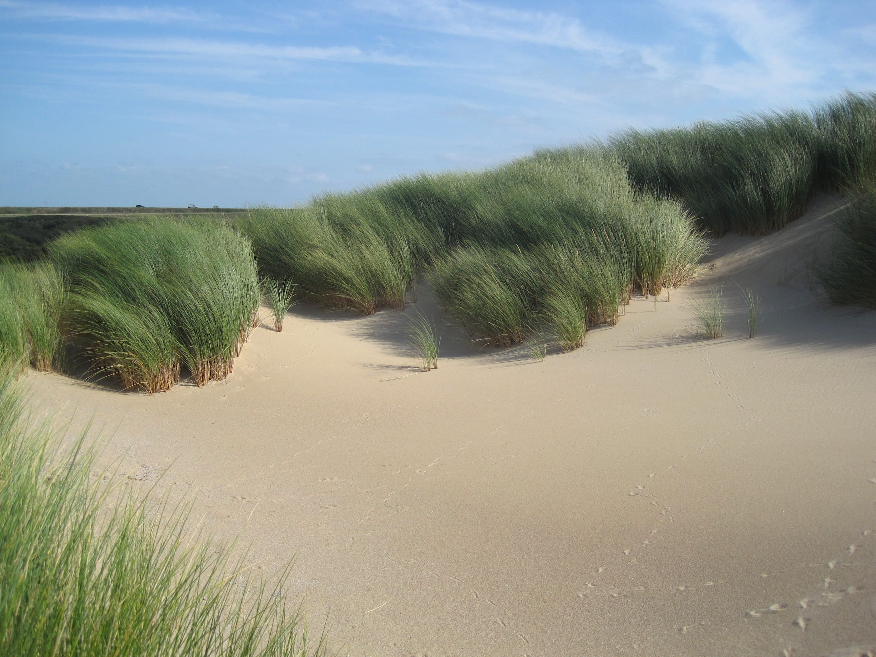 no people, summer, grasses, countryside, netherlands, growth, sand, brown, cloud - sky, sky, clouds, arid climate, water, sandy, scenics - nature, sand dune, HD Wallpaper