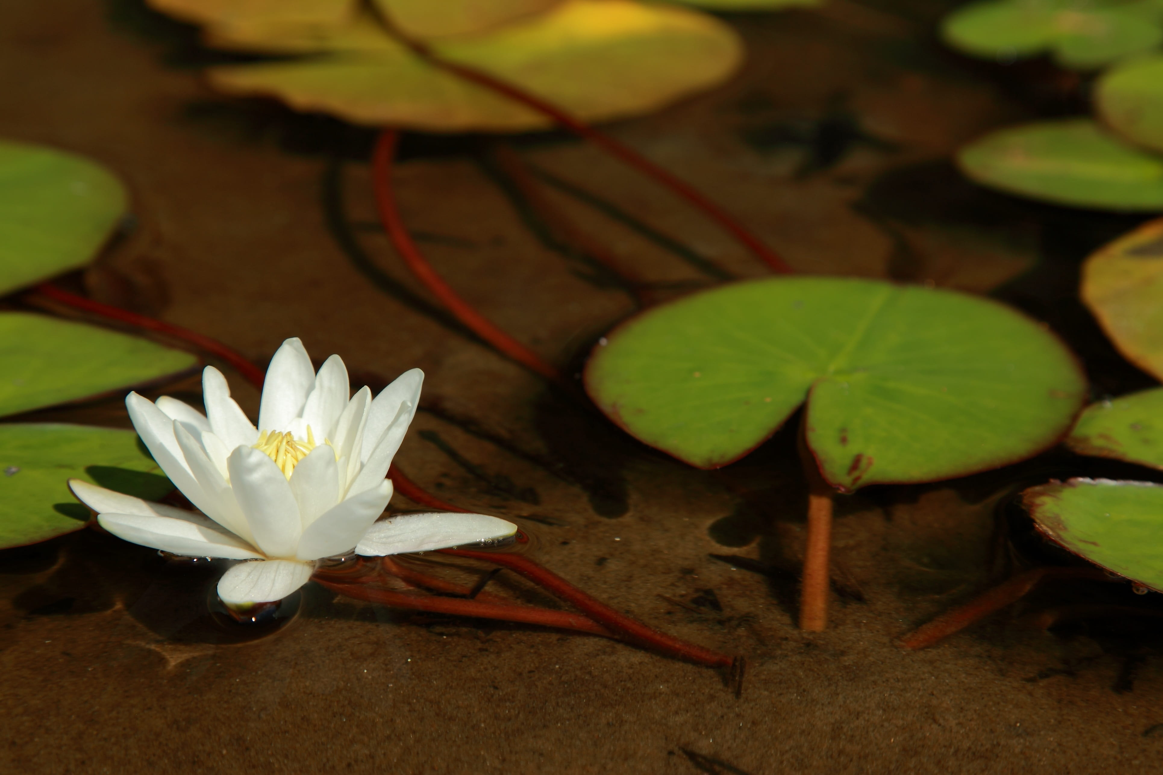 lotus water lily, the lake bottom, flowering plant, white, water lily flower, peace, pond, cottage, nature, growth, leaf, floating on water, finnish, fragility, HD Wallpaper