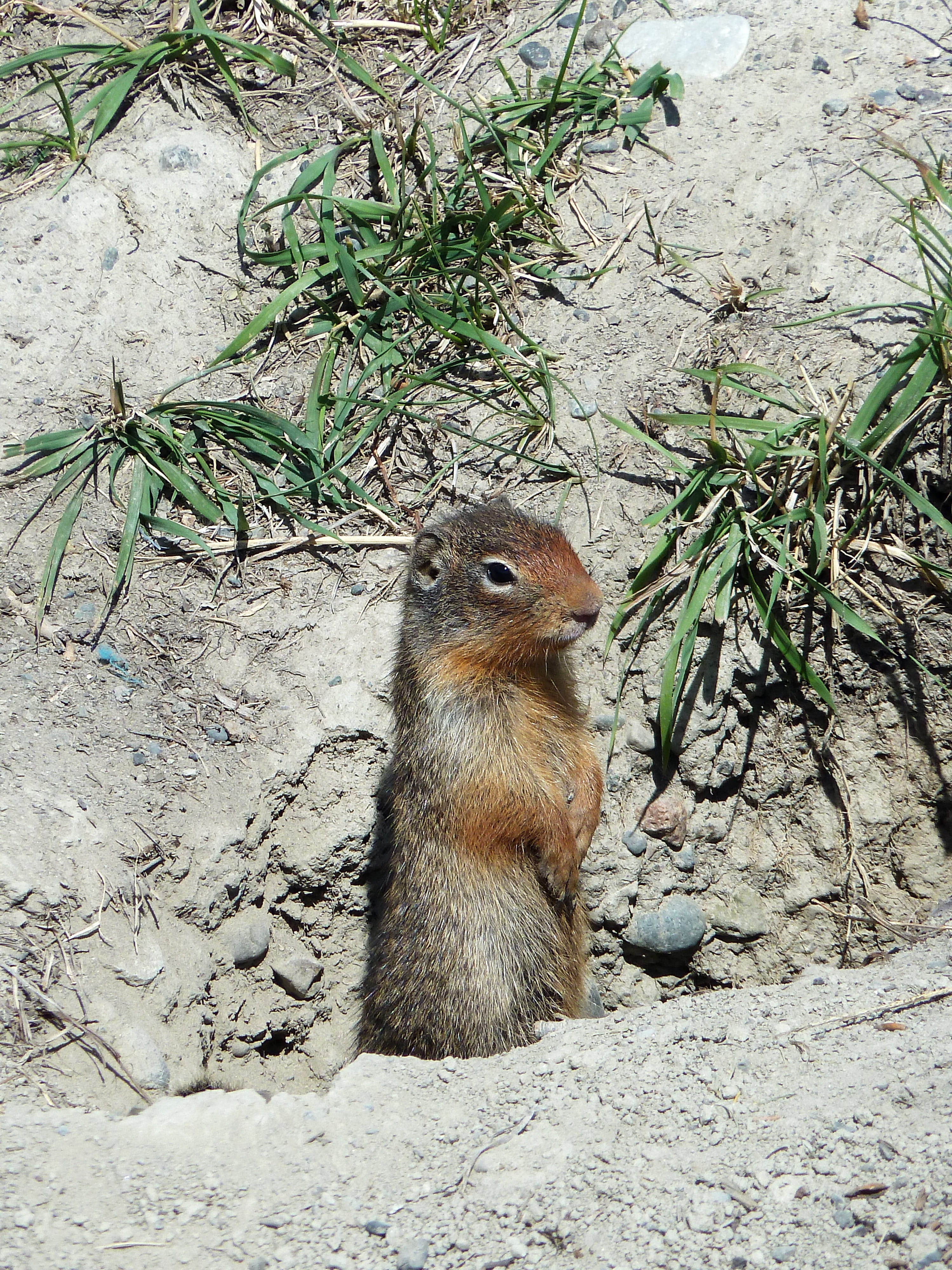 Ground Squirrel, Animal, 4K, underneath, wild life, brown, animal wildlife, watching, Rodent, no people, tunneling, nature, outdoors, rock, Mammal, solid, Phone HD Wallpaper