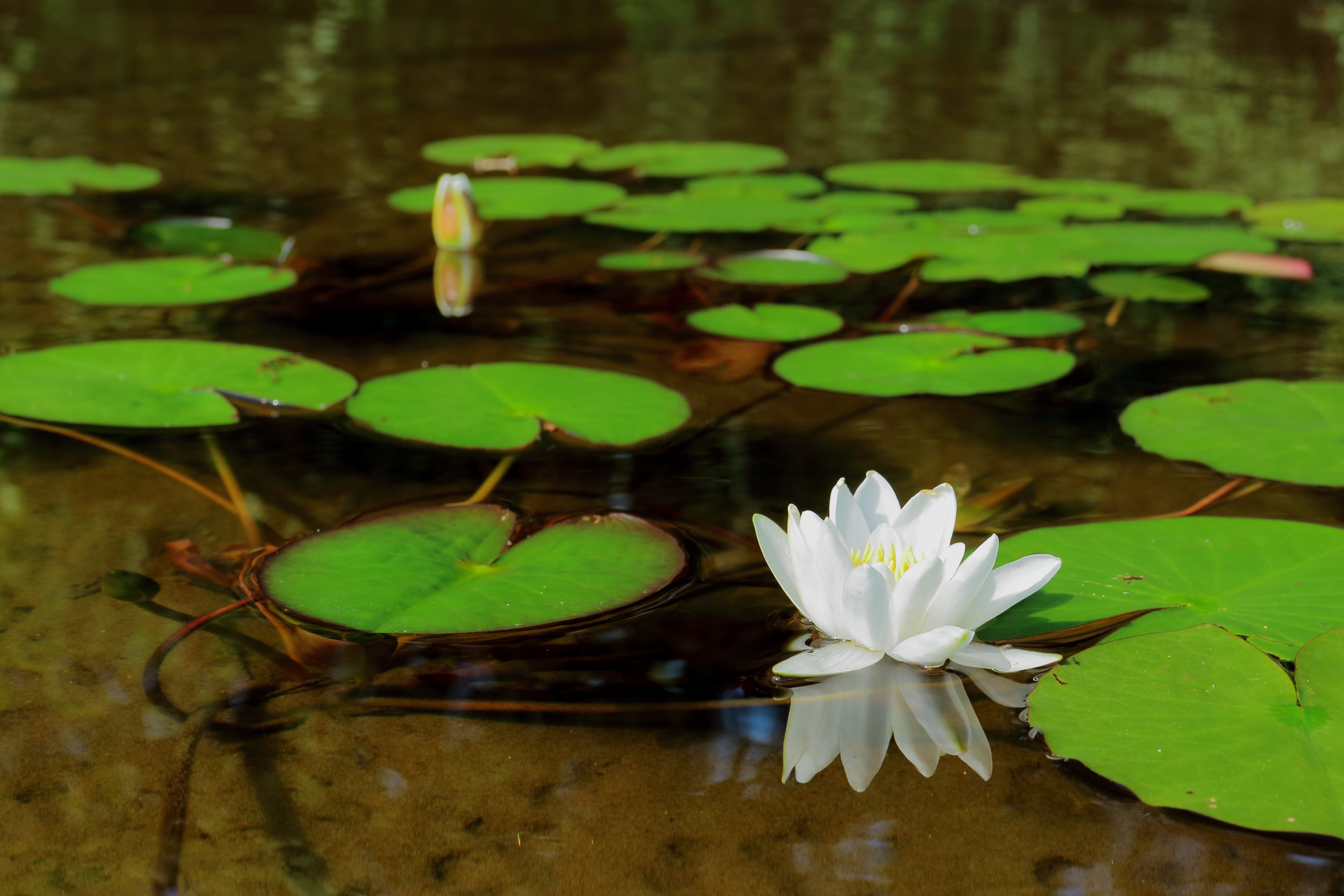 plant part, water lily, freshness, leaf, plant, water lily leaf, sunny, paradise, no people, petal, silence, green, lotus, white, nature, landscape, summer house, HD Wallpaper
