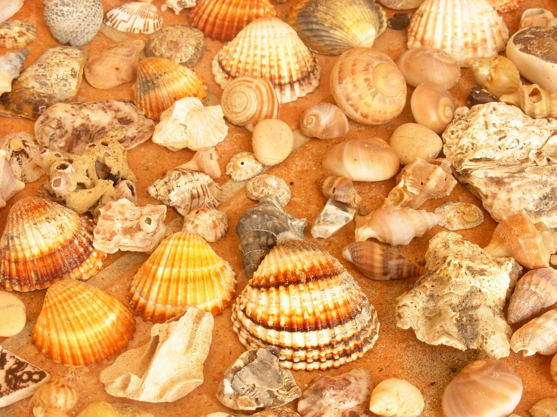 freshness, outer, full frame, decorative, animal shell, seashells, seafood, solid, covering, animal, patterns, layers, structures, food, sharp, retail, HD Wallpaper