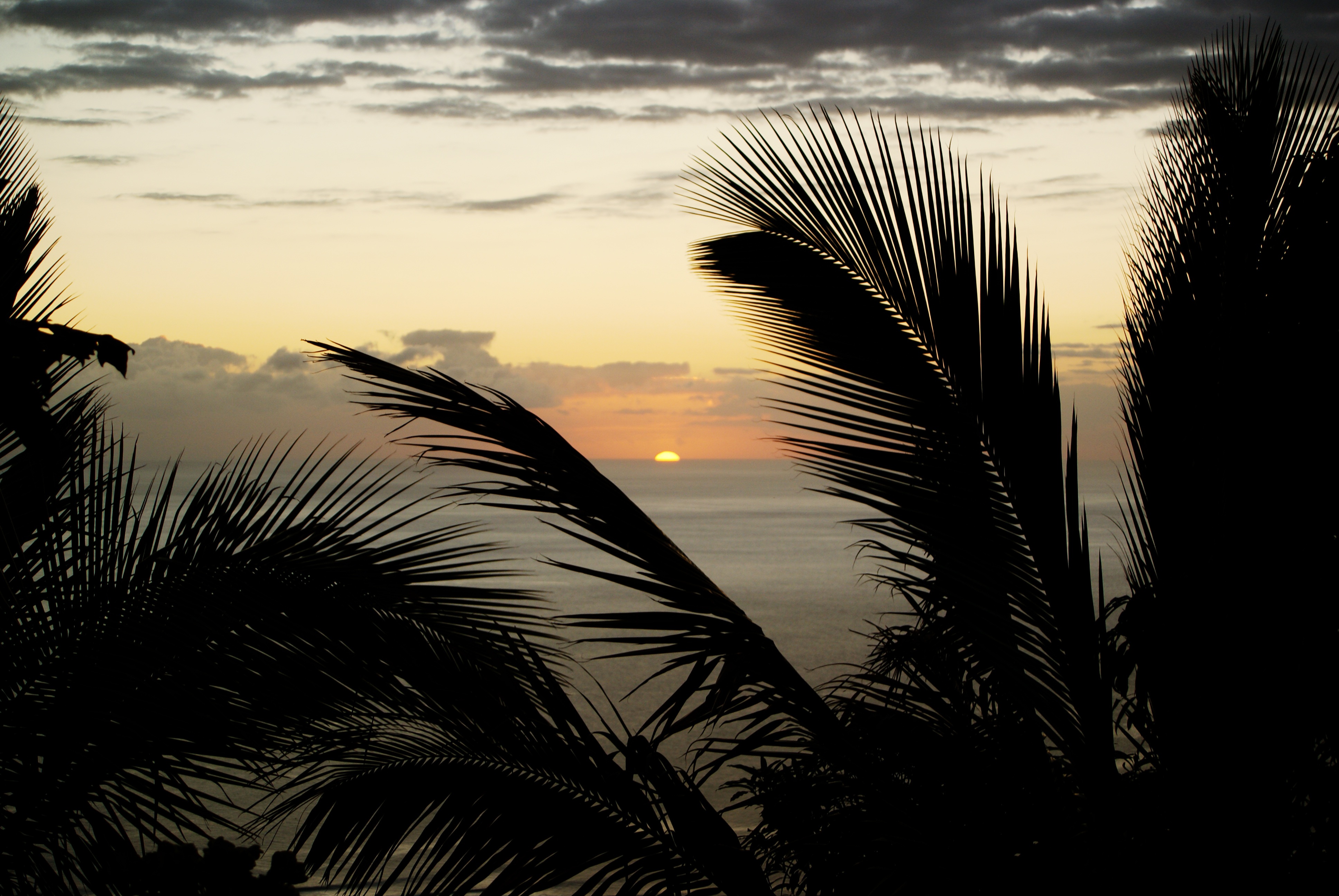 tropical climate, ocean, evening, holiday, palm, leaf, tranquil scene, tree, indian ocean, sun, 4K, light and shade, nature, tranquility, scenics - nature, HD Wallpaper