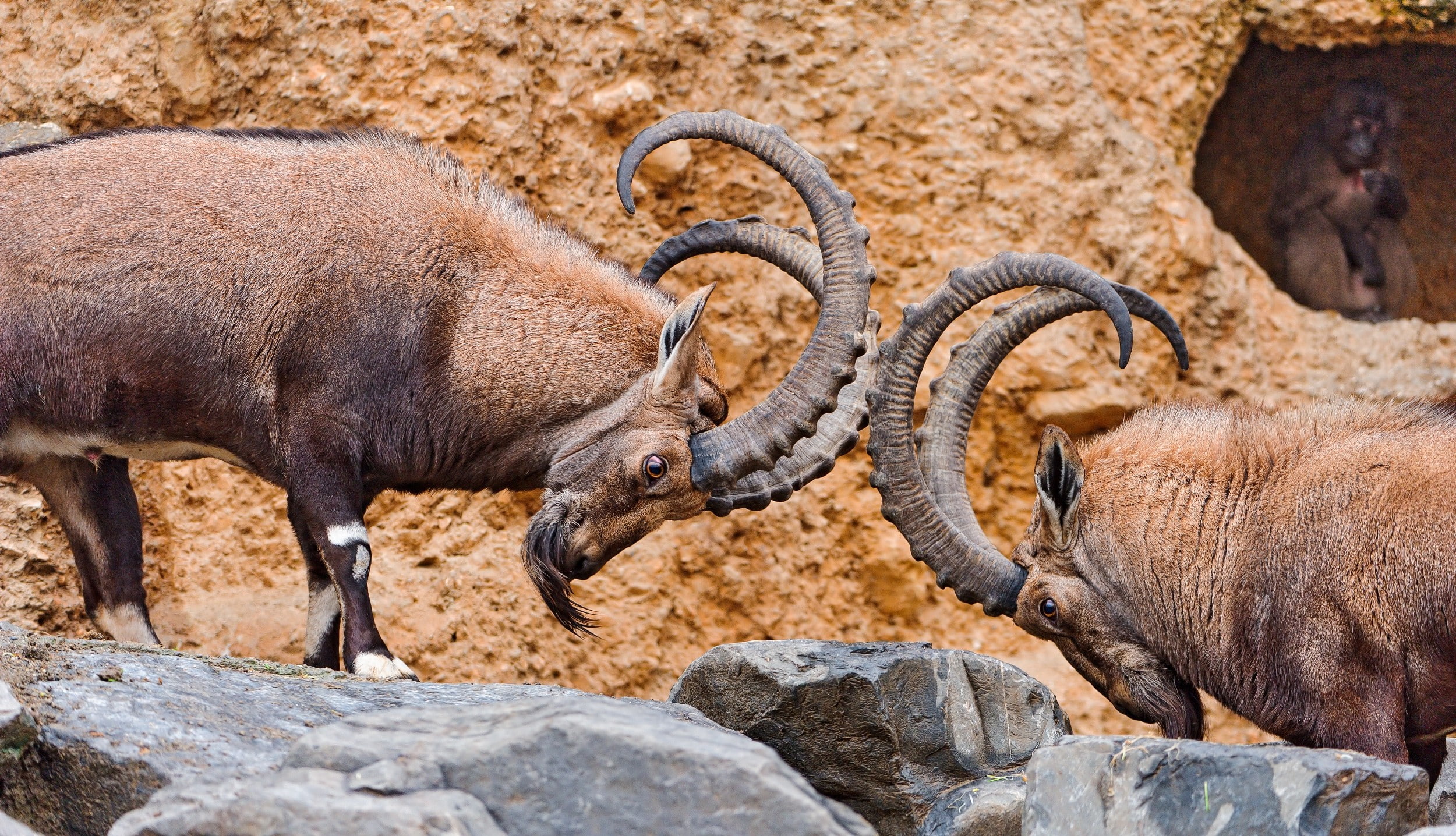 horns, stones, ibex, animals, 1080P, HD Wallpaper
