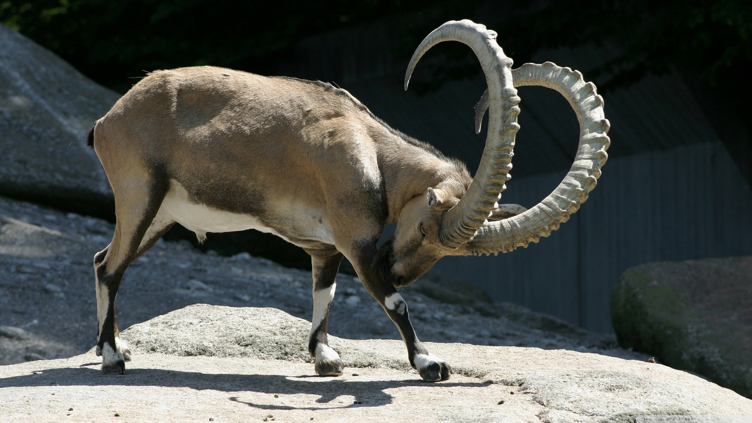 mountain, no People, nature, herbivorous, reserve, animal, livestock, solid, outdoors, one animal, goat, rock, day, domestic, ram, horns, shadow, animal wildlife, HD Wallpaper
