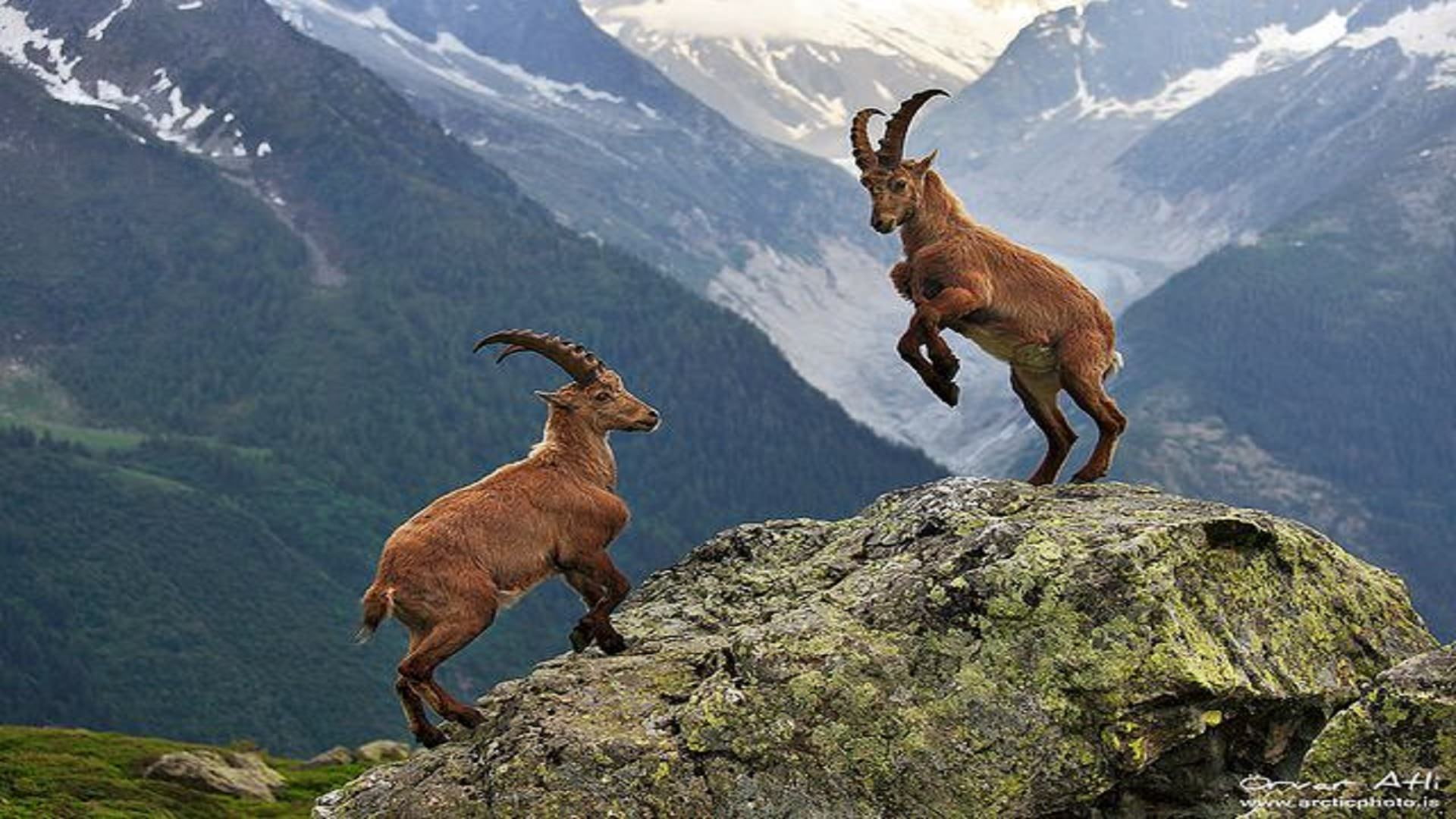solid, standing, mountain range, rock - object, scenics - nature, animal themes, outdoors, nature, rock, no people, herbivorous, vertebrate, animal, mammal, HD Wallpaper