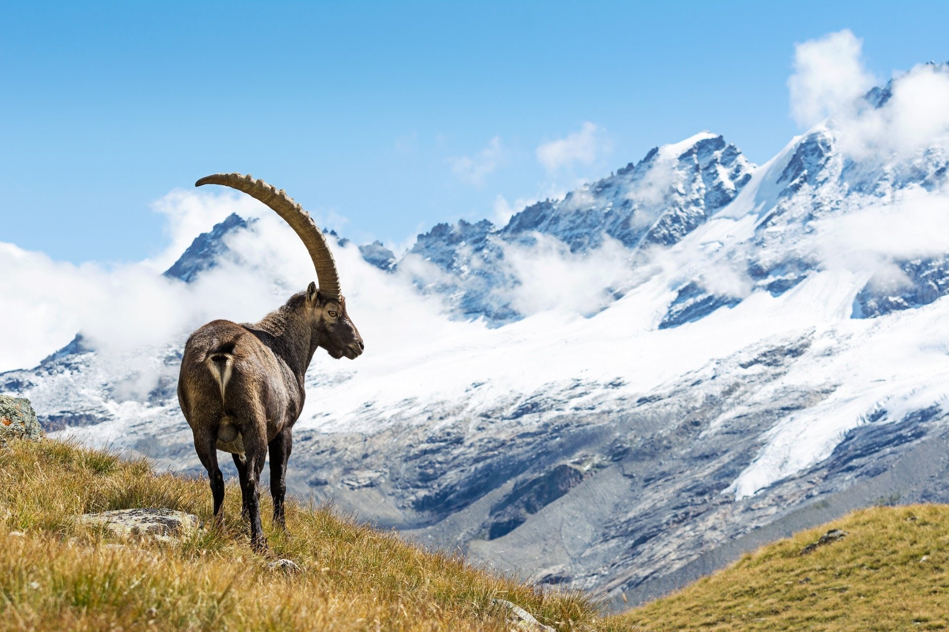 Animal, Mountain, 1080P, Alpine Ibex, HD Wallpaper