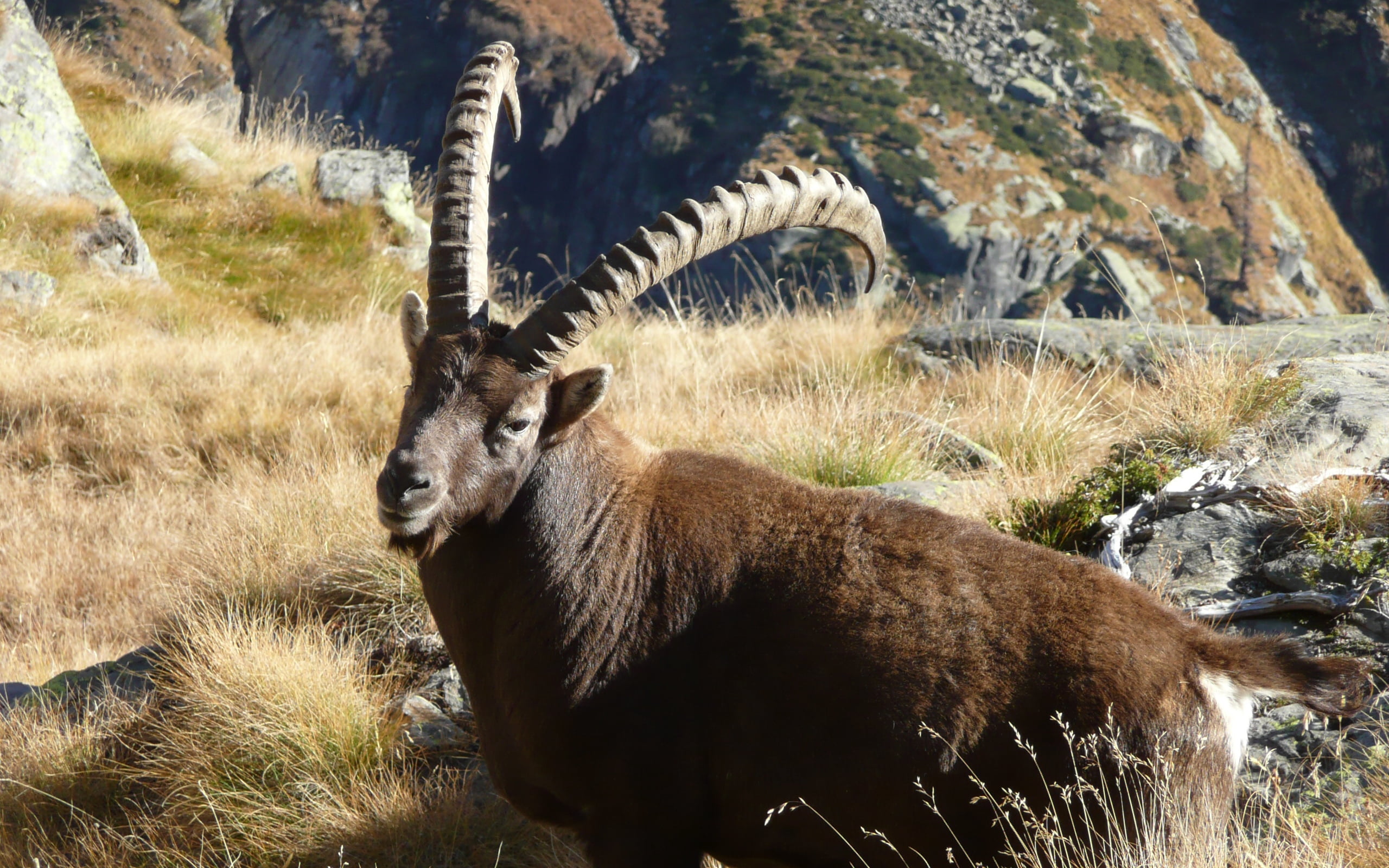 rock, outdoors, mountain, beauty In Nature, vertebrate, grass, horns, land, leg, day, plant, extreme Terrain, horned, mammal, brown, national Park, summer, HD Wallpaper
