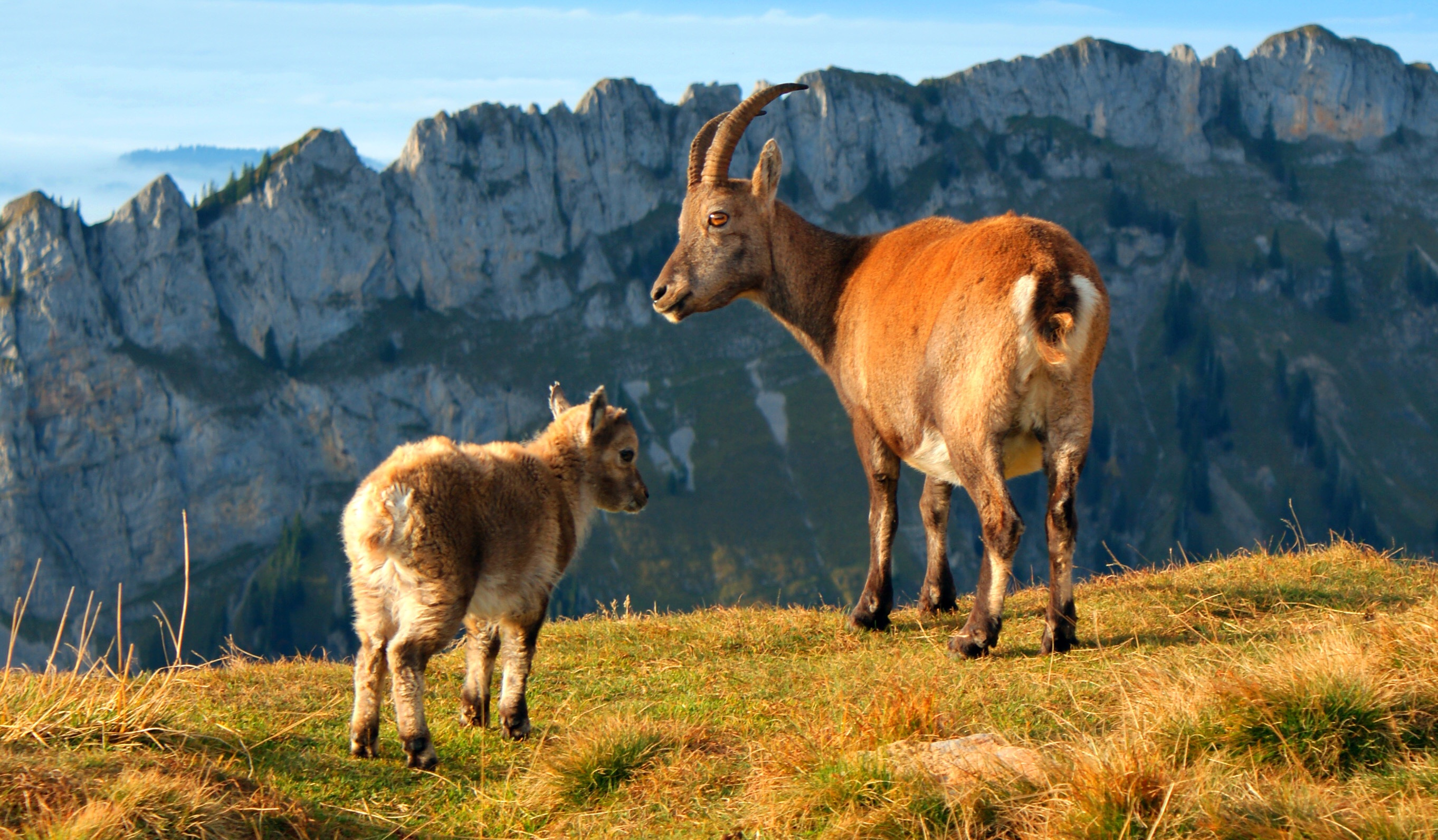 herbivorous, mountains, horned, outdoors, day, no people, 2K, domestic animals, rock - object, young animal, swiss alps, rock, cliff, nature, animal, near, HD Wallpaper
