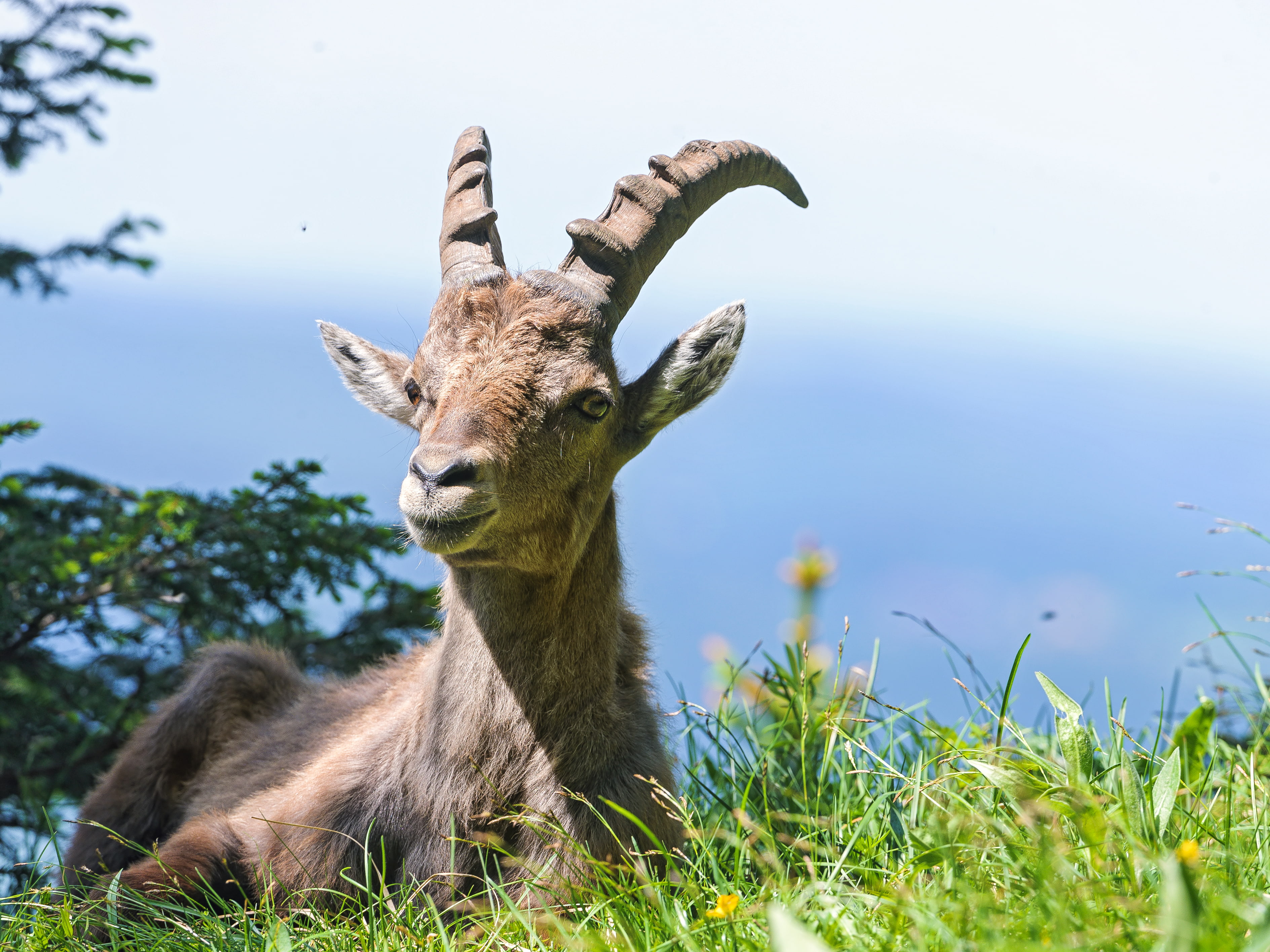 2K, mountain goat, ©Tambako The Jaguar, Alpine, grass, ibex, HD Wallpaper