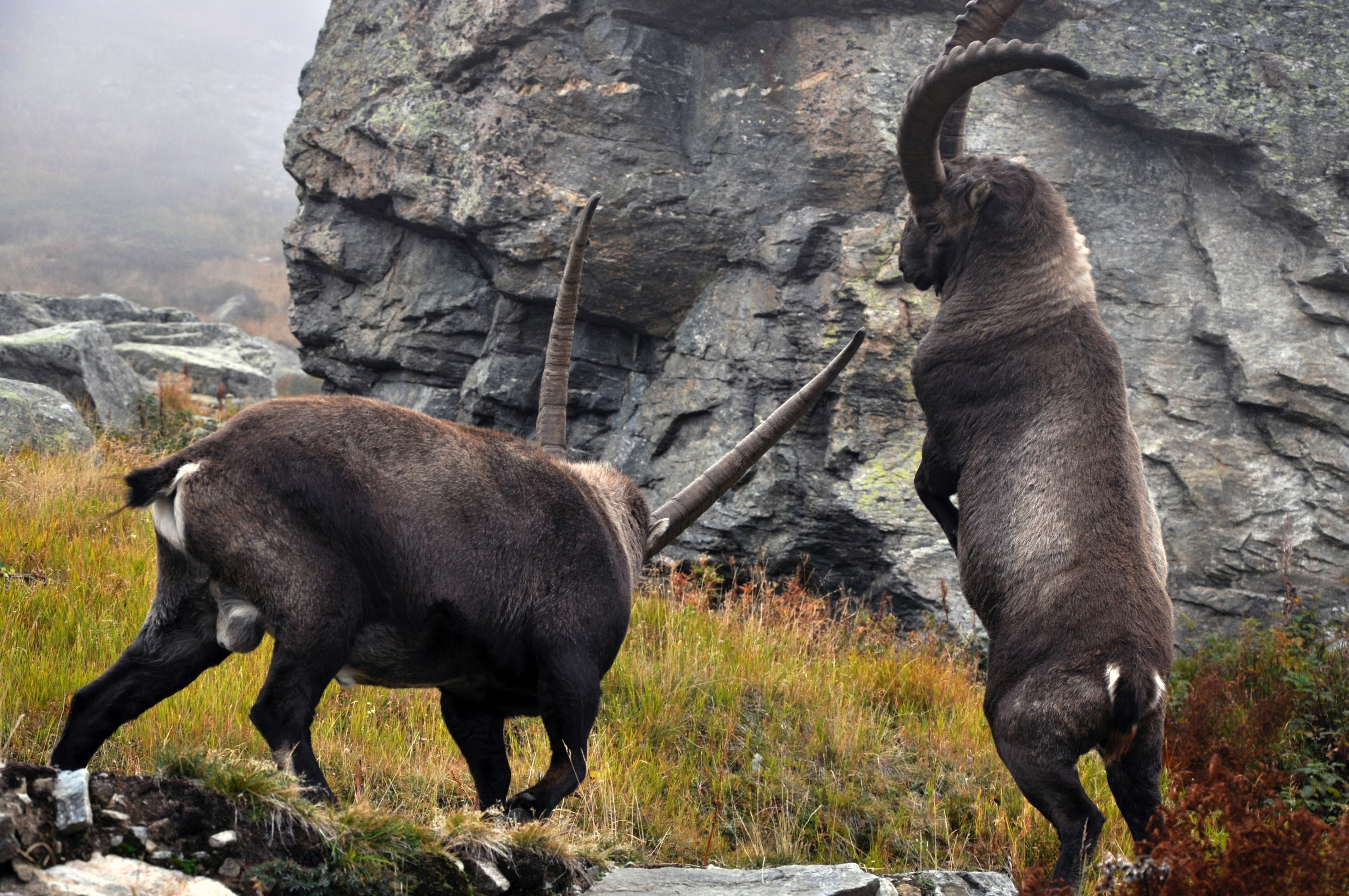 field, no people, herbivorous, rock - object, land, animal, animal wildlife, day, animal themes, nature, two animals, ibex, standing, mammal, group of animals, HD Wallpaper