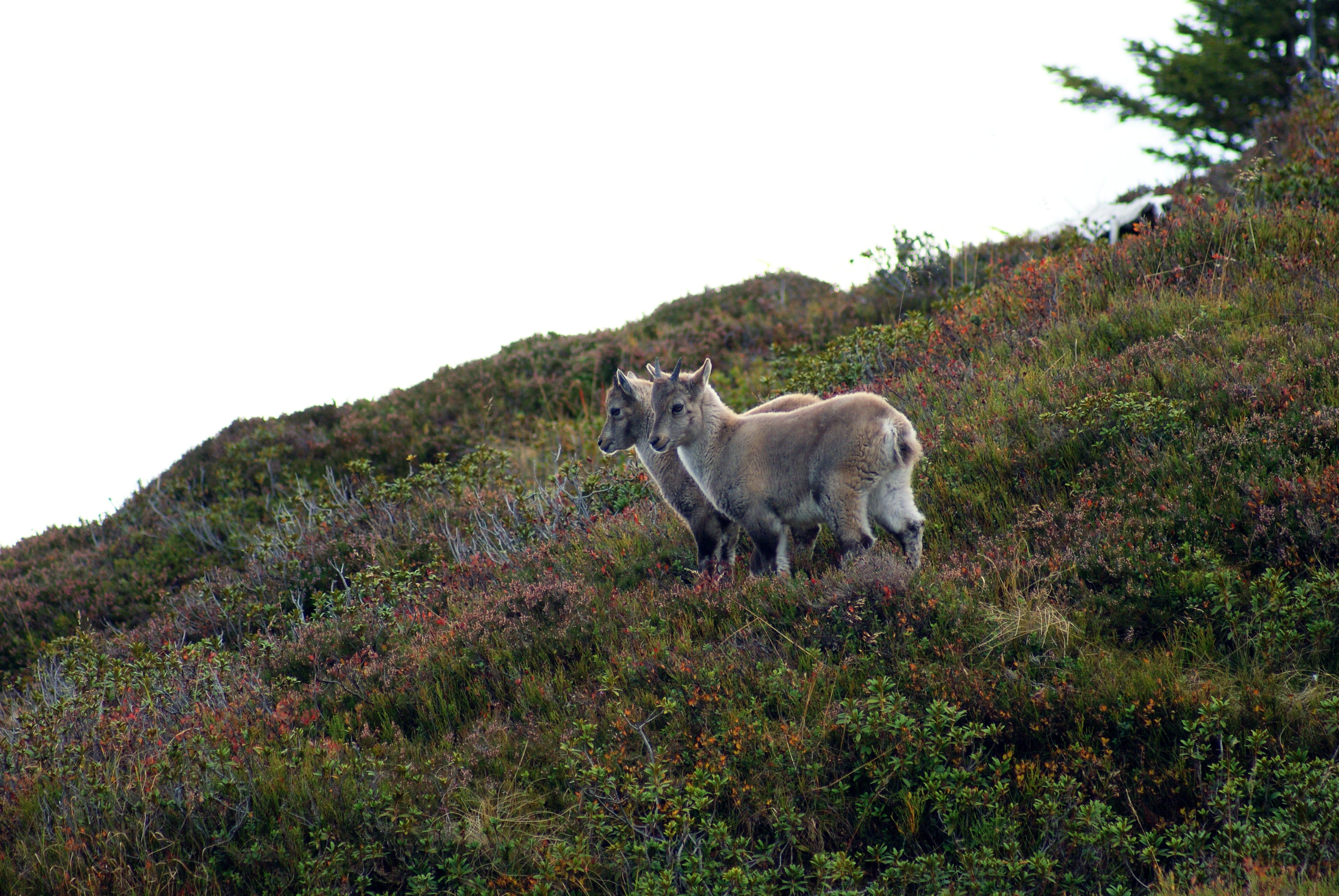 domestic, no people, land, animal, livestock, herbivorous, nature, ibex, pets, sky, day, domestic animals, animal themes, mammal, tree, outdoors, vertebrate, HD Wallpaper