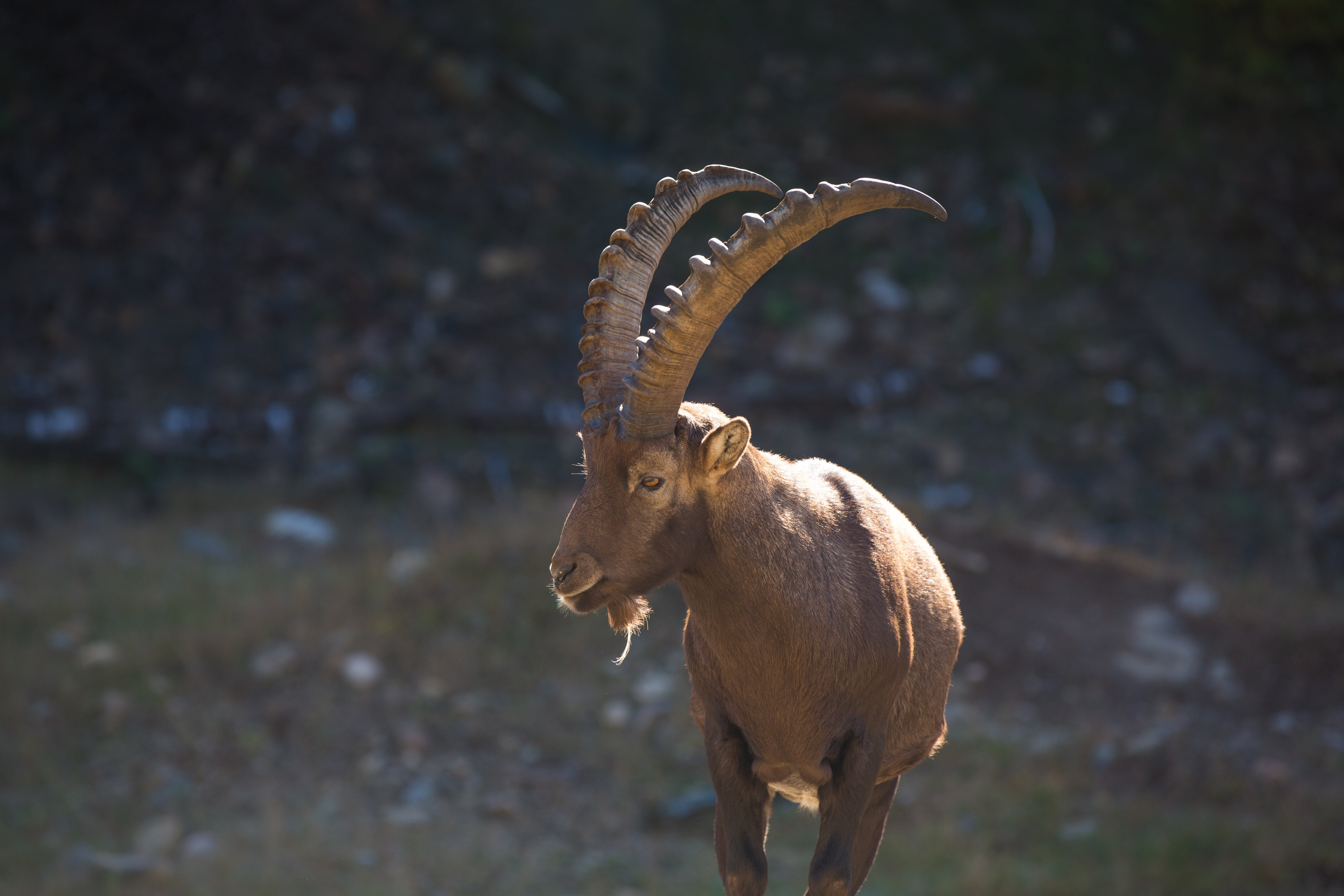 deer, alps, day, field, vertebrate, mammal, animal, standing, 5K, animal themes, goat, animals In The Wild, mountain goat, no people, male Animal, brown, HD Wallpaper