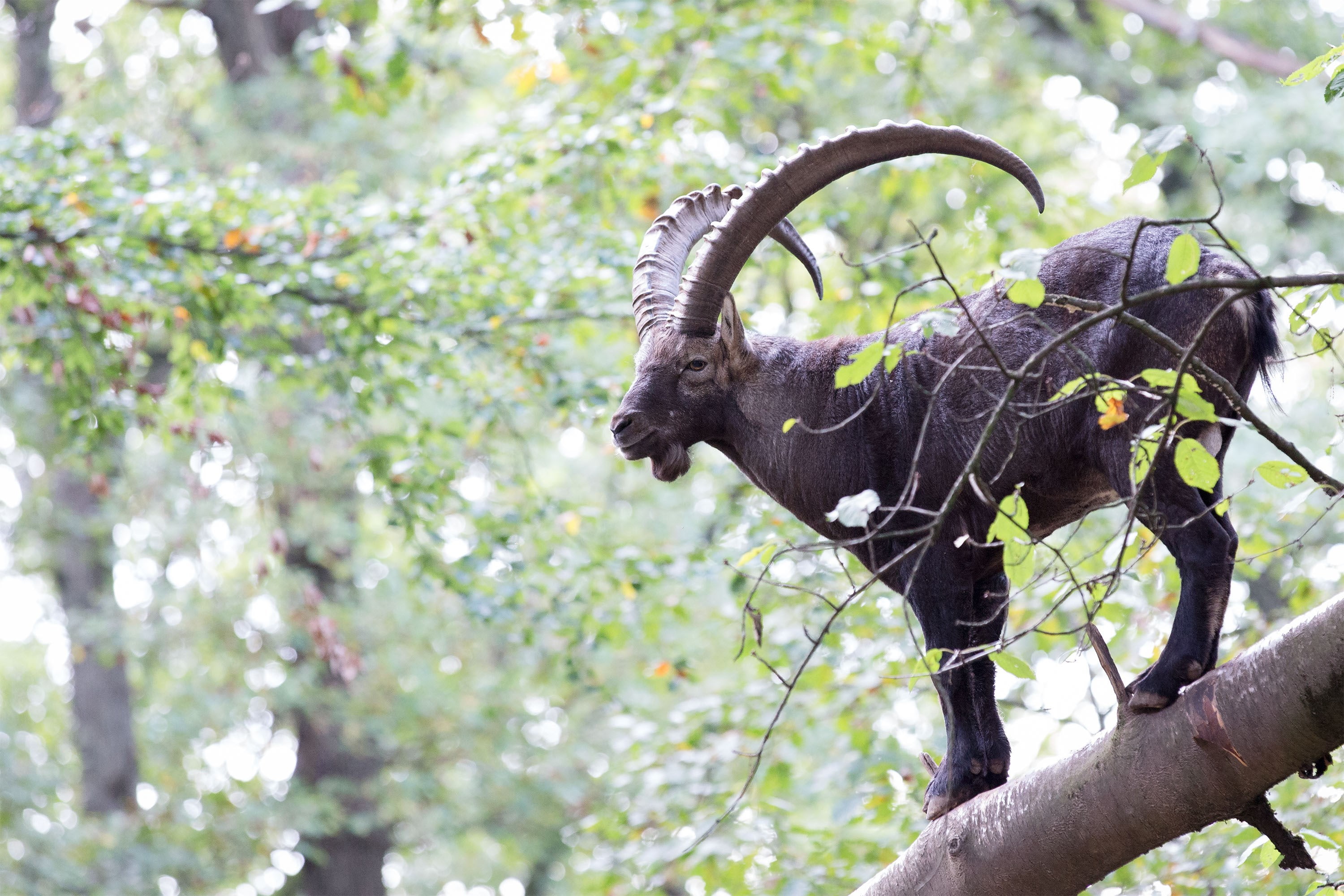 animals in the wild, elephant, growth, focus on foreground, branch, herbivorous, animal wildlife, alpine ibex, one animal, no people, domestic animals, HD Wallpaper