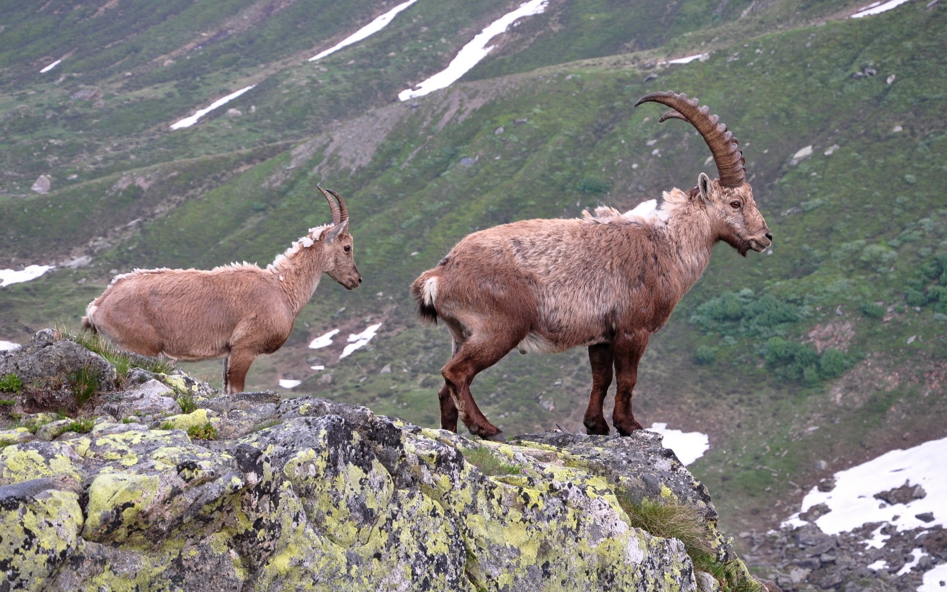 day, animal themes, mountain Range, ram, mountain, standing, deer, wilderness Area, land, animal, domestic animals, animals In The Wild, animal wildlife, HD Wallpaper