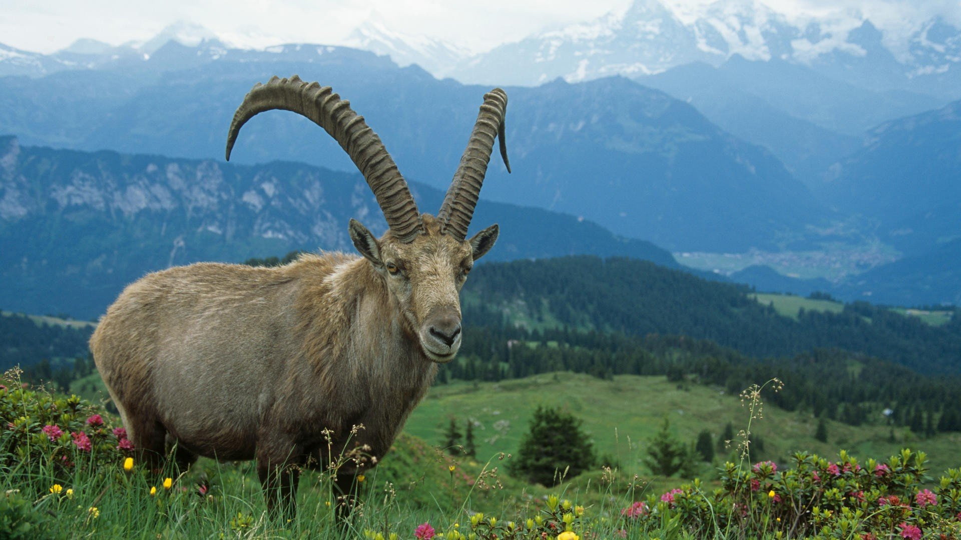 1080P, alps, ibex, nature, animals, HD Wallpaper