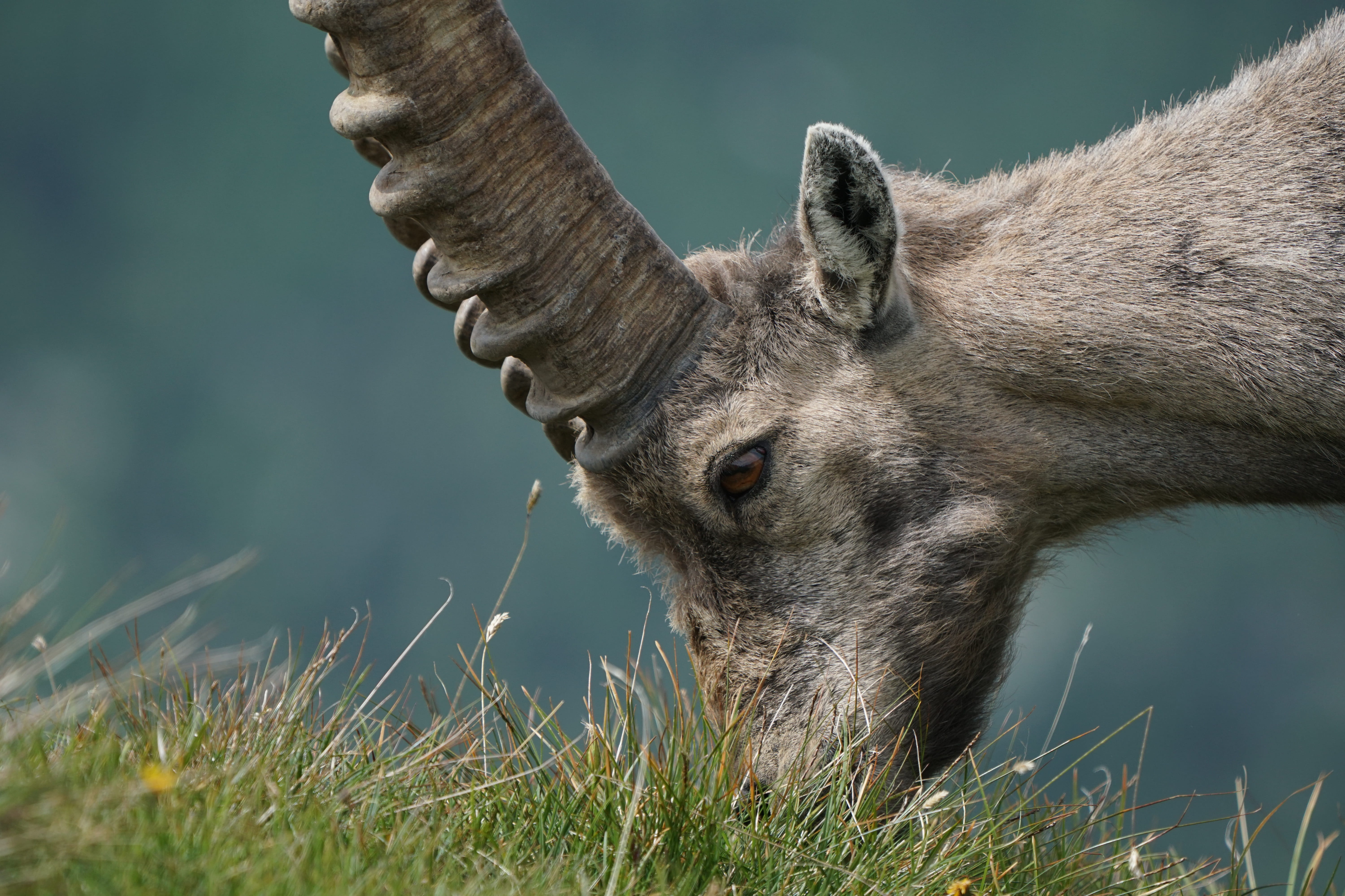 alps, plant, animal wildlife, animals in the wild, herbivorous, field, grass, animal, eat, animal themes, land, horns, wild, steinbock, animal body part, HD Wallpaper