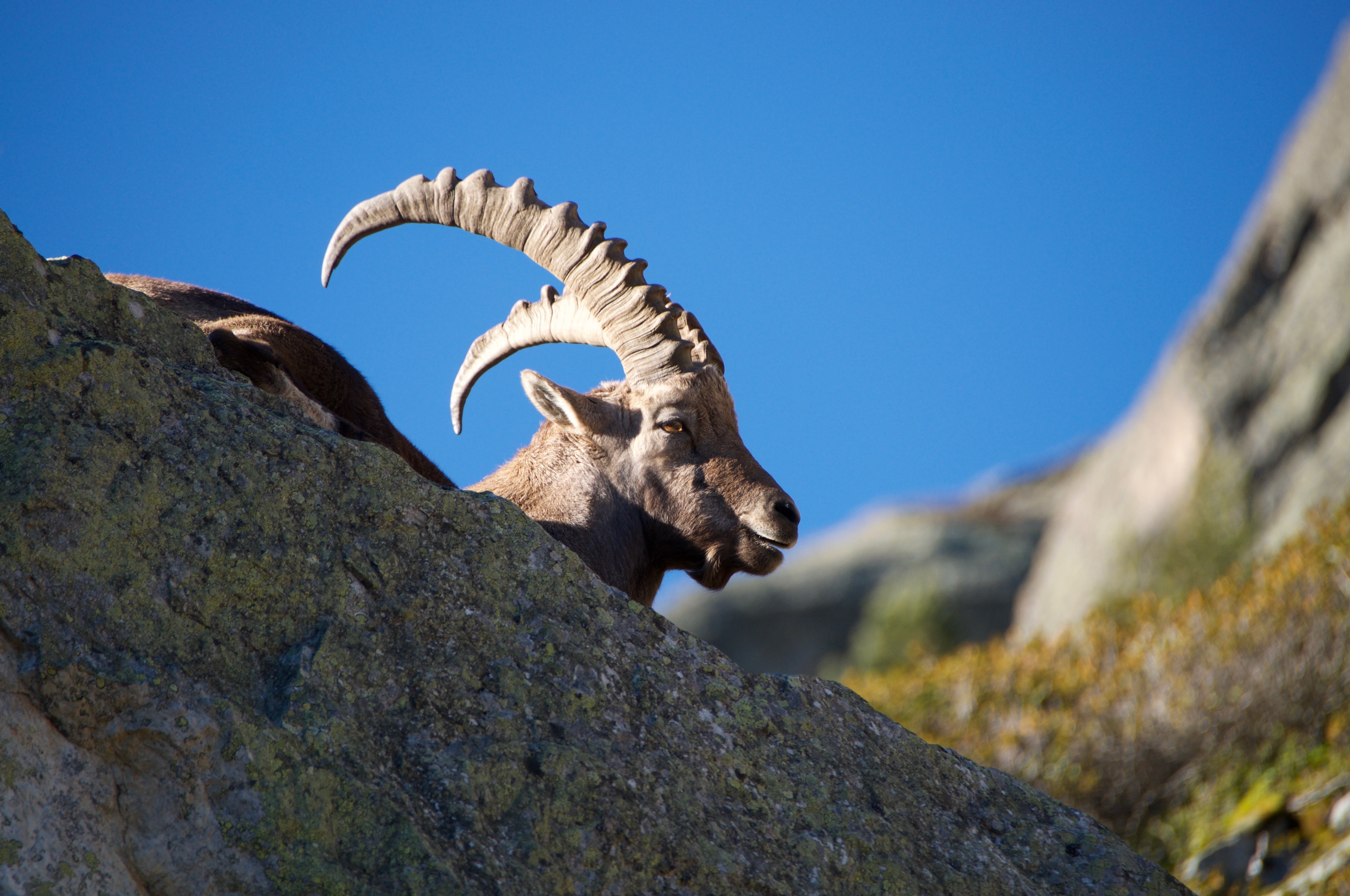 blue, outdoors, ibex, animals in the wild, focus on foreground, rock, solid, animal head, one animal, animal wildlife, no people, mountain, mammal, herbivorous, HD Wallpaper
