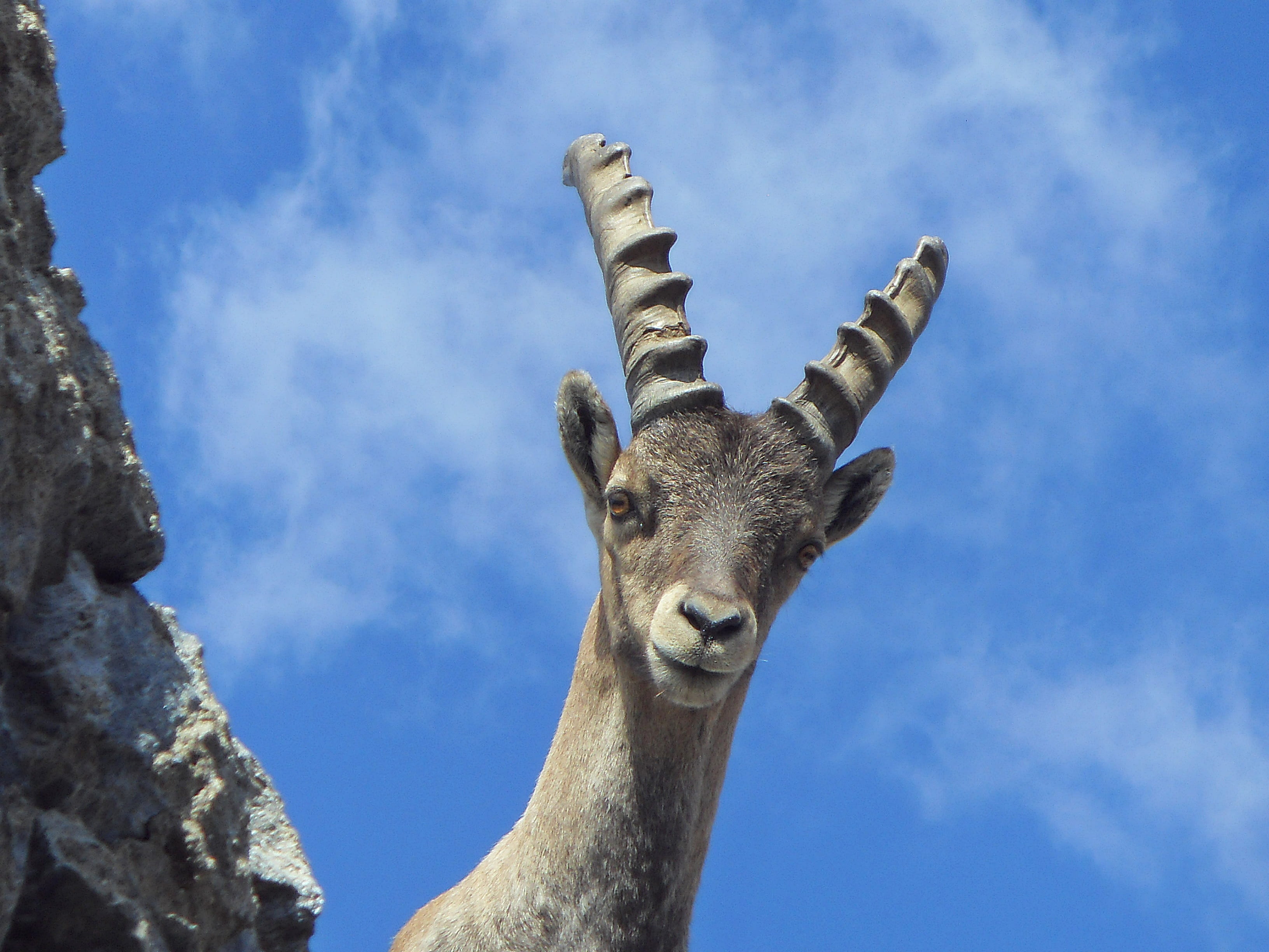 sky, animal neck, ibex, no people, curious, low angle view, 2K, blue, looking at camera, one animal, cloud - sky, animal body part, animal, animal wildlife, HD Wallpaper
