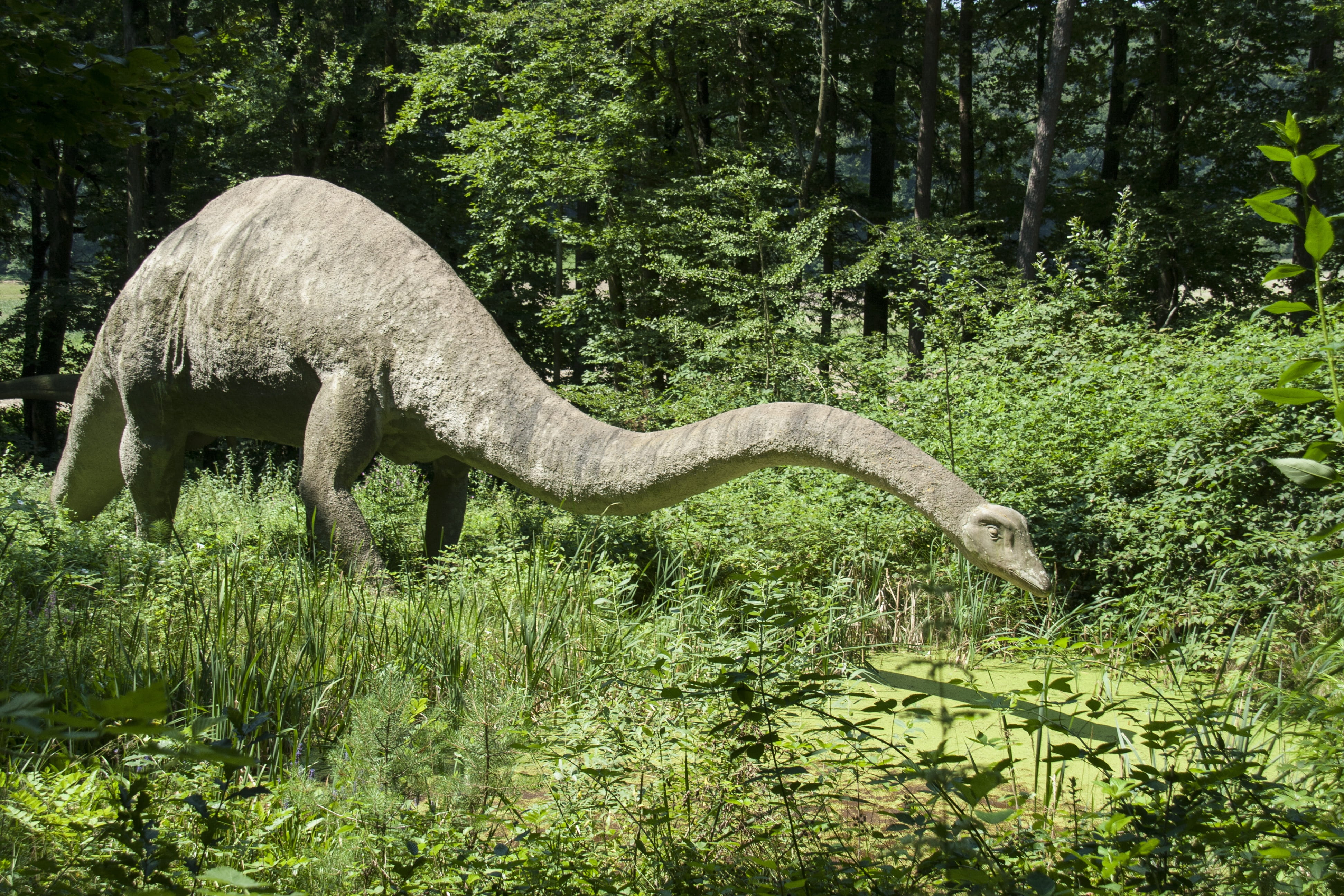 4K, plant, diplodocus, land, herbivores, nature, reptile, langhals, animal themes, large, green color, Dinos, tree, middle, side view, Dinosaur, day, animals in the wild, HD Wallpaper