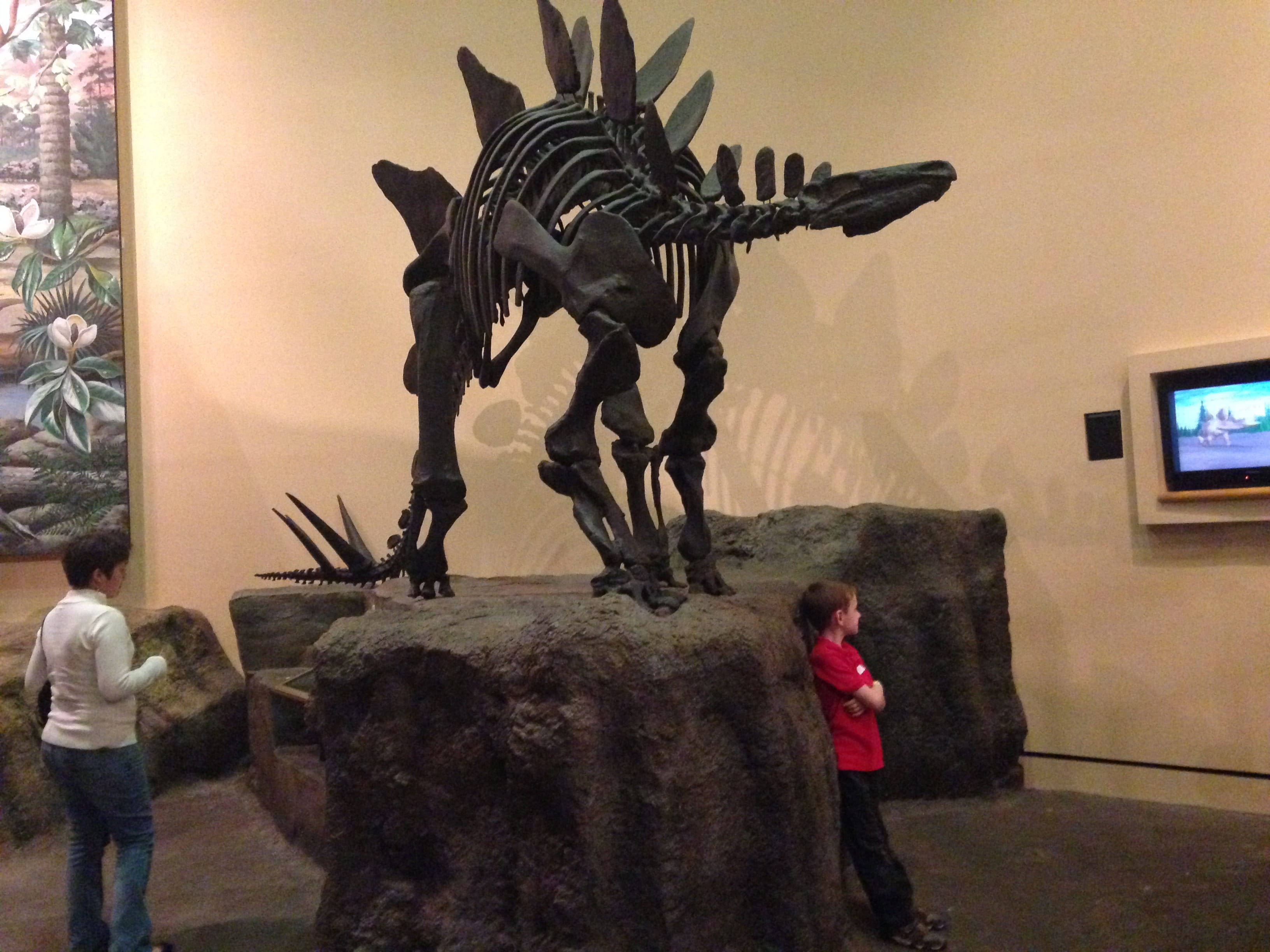 travel destinations, indoors, prehistoric, representation, female likeness, real people, Stegosaurus, statue, dino, extinct, paleontology, wall - building feature, HD Wallpaper