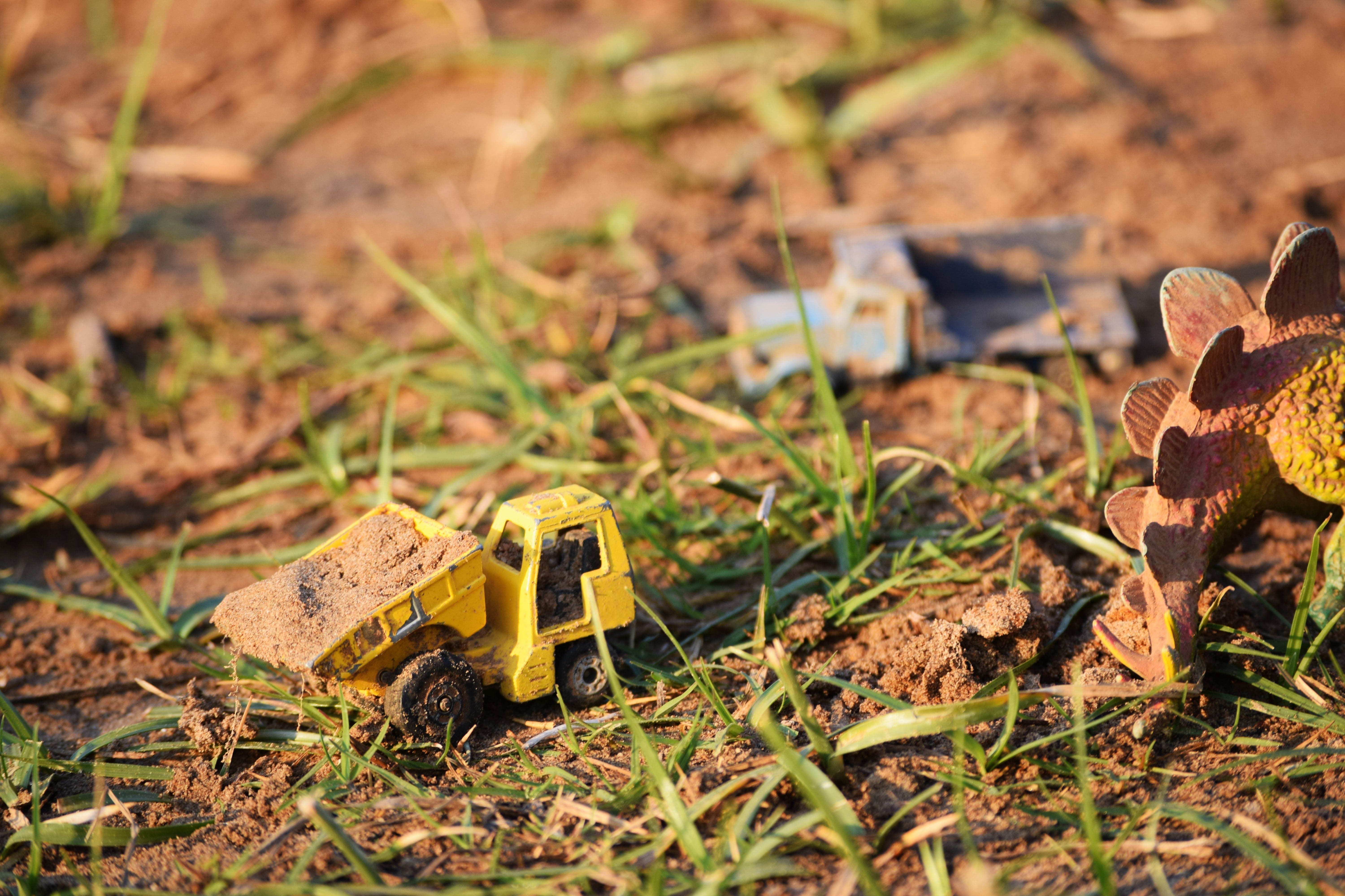 day, south africa, stegosaurus, de hoop camping site, play, dry, brown, nature, close-up, outdoors, no people, sunlight, land, field, high angle view, macro, HD Wallpaper