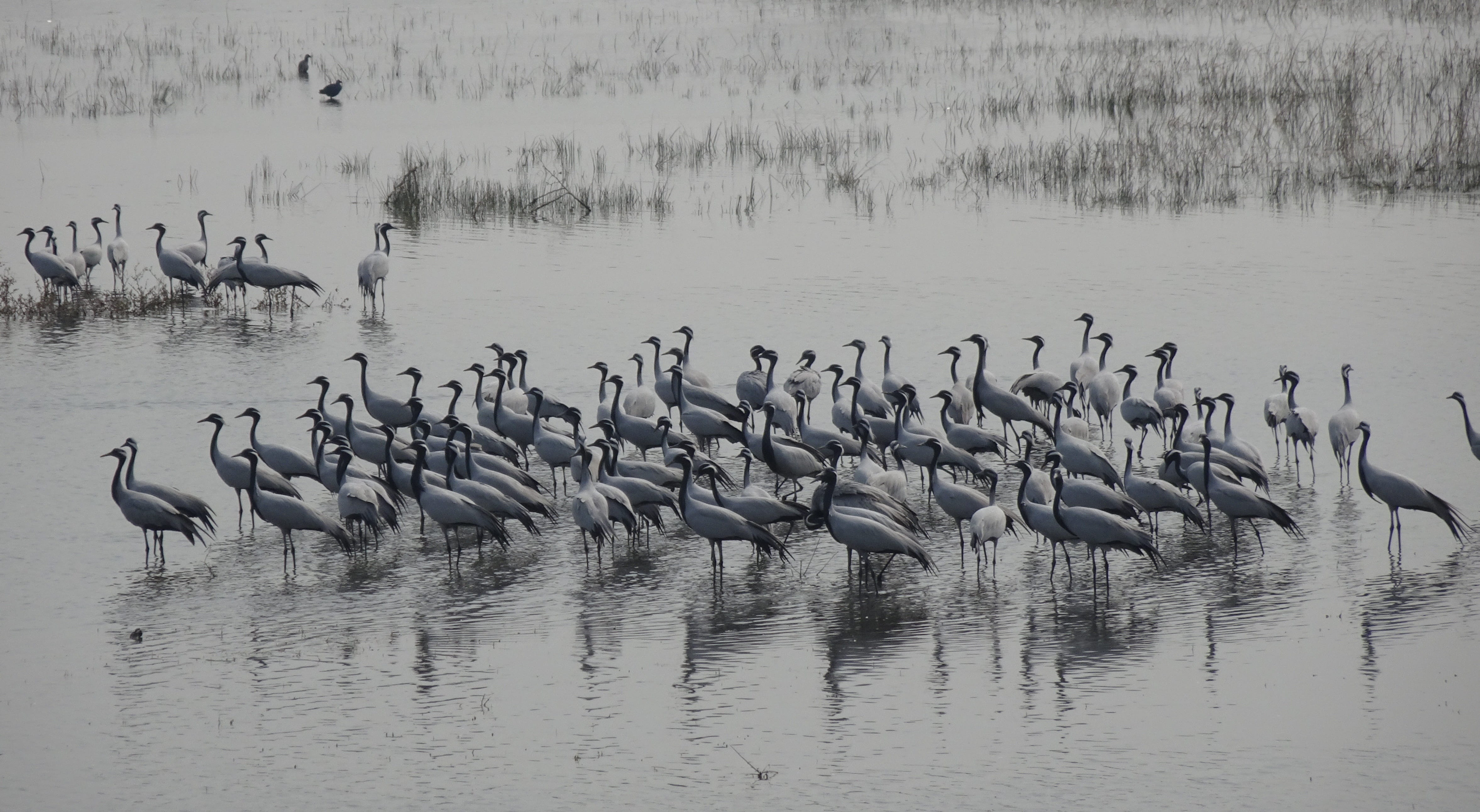 crane, 4K, migratory, day, beauty in nature, nature, lake, grus virgo, animal, large group of animals, no people, reflection, wildlife, animal wildlife, HD Wallpaper