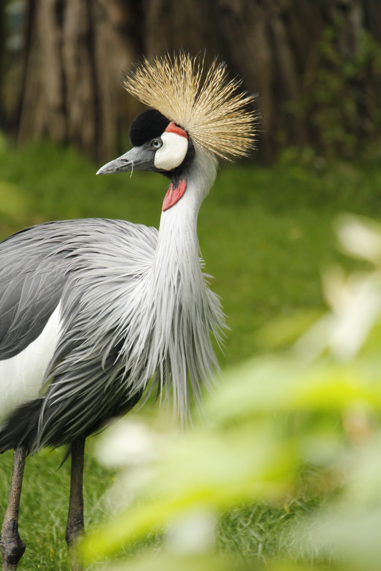 no people, focus on foreground, Crane, animal, avifauna, beak, outdoors, white color, large, nature, land, 1080P, one animal, Crowned, vertebrate, species, Phone HD Wallpaper