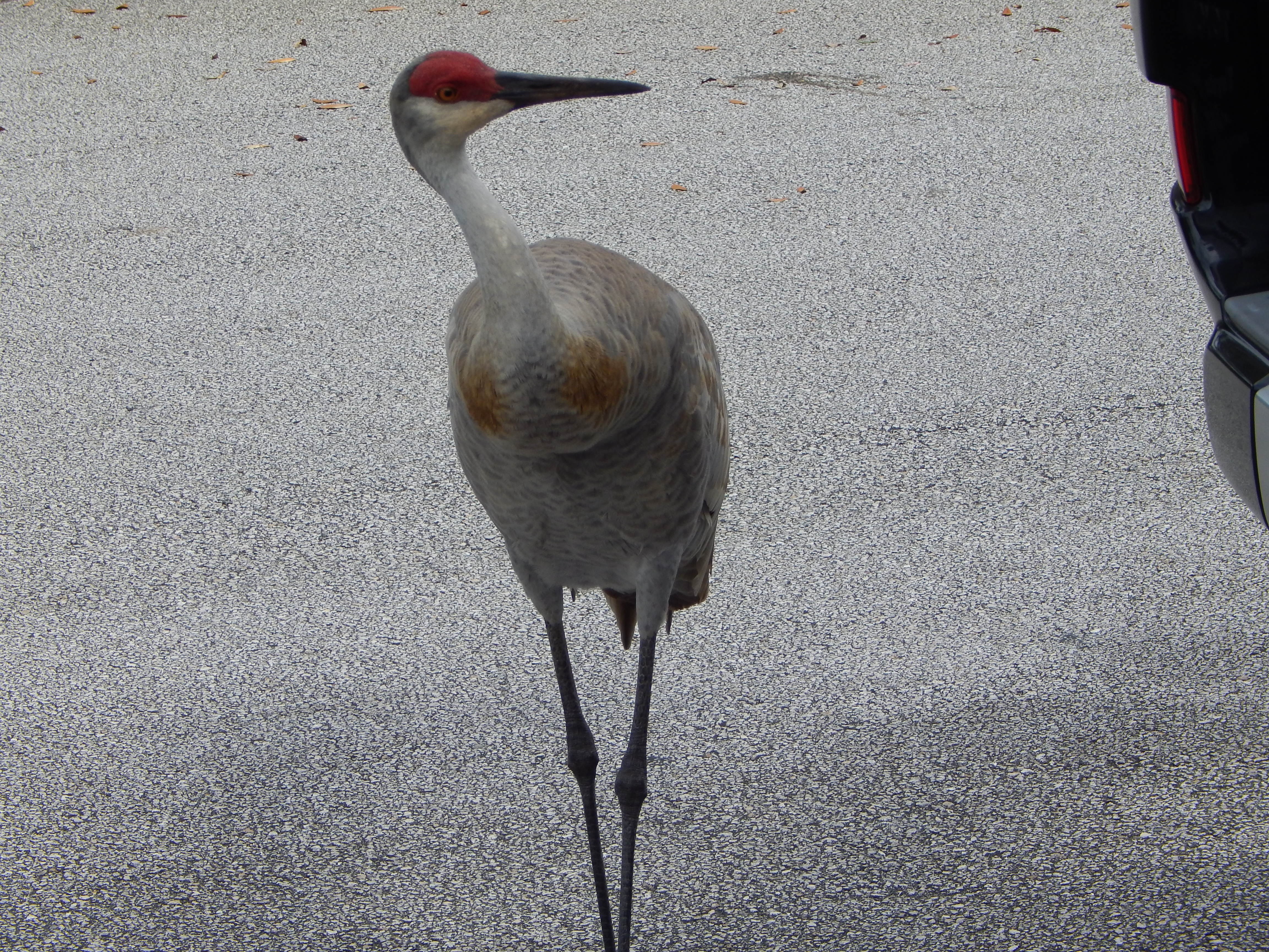animals in the wild, Bird, city, day, one animal, road, zoology, animal neck, Florida, no people, outdoors, street, animal wildlife, shadow, animal themes, HD Wallpaper