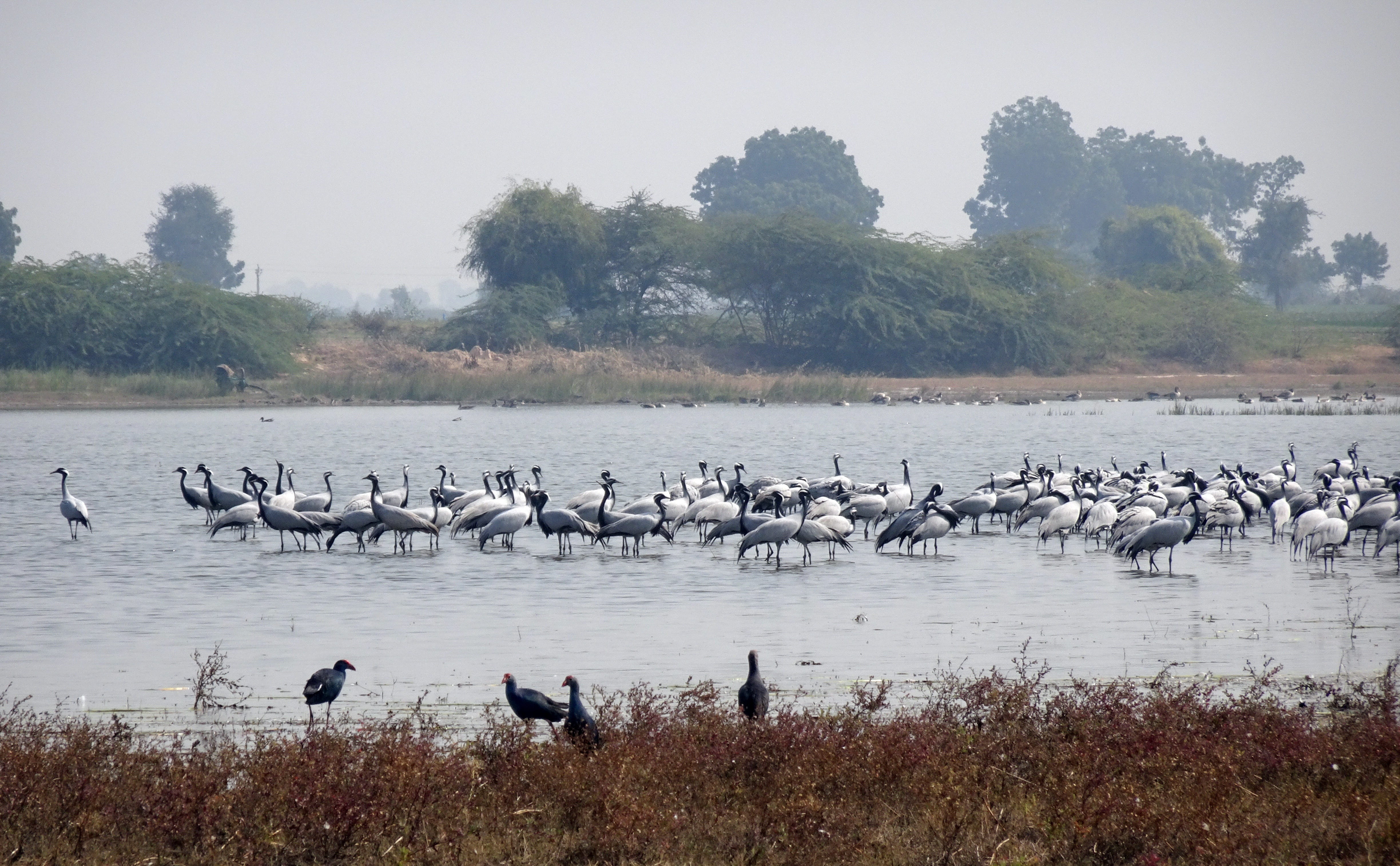 grus virgo, animal, large group of animals, beauty in nature, crane, flock of birds, animal themes, goose, water, flock, migratory, vertebrate, plant, nature, HD Wallpaper