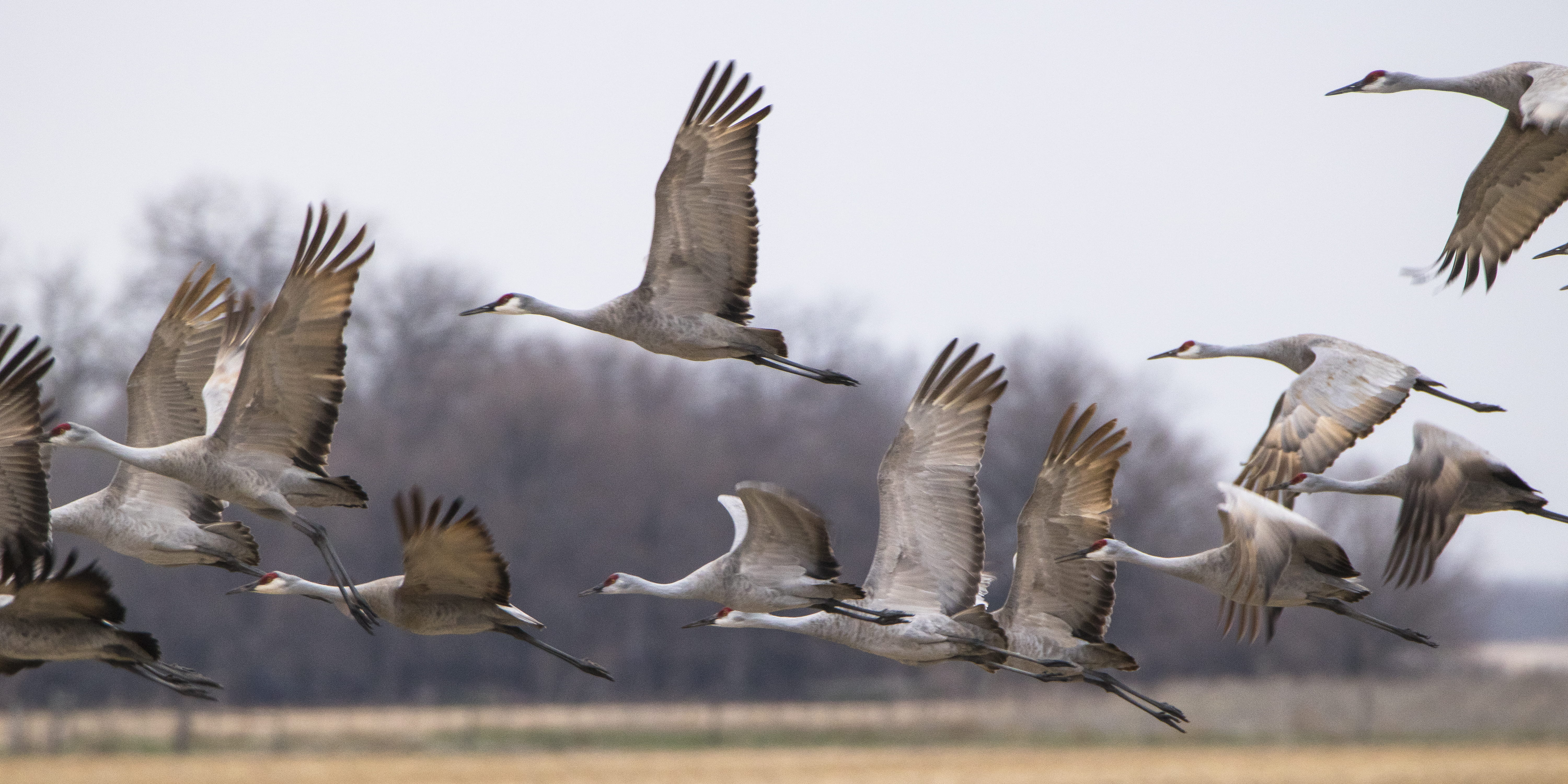 flying, large group of animals, birds, nature, animals in the wild, mid-air, wildlife, 5K, united states, flapping, animal wildlife, sand hills, flock of birds, HD Wallpaper