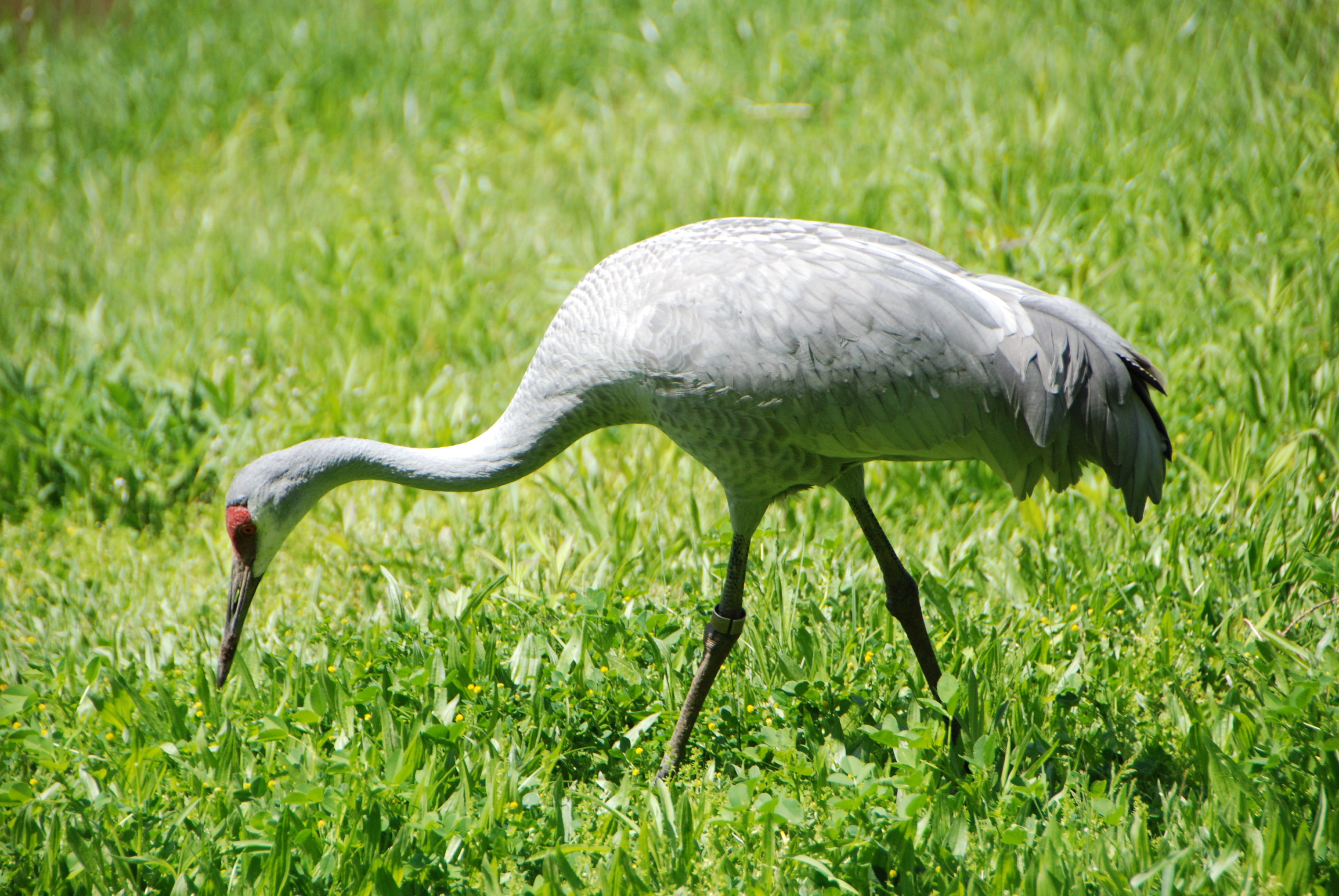 4K, feathers, lesser sandhill crane, long legged, day, animal, side view, grass, beak, green, one animal, animal wildlife, waterfowl, land, waterbird, HD Wallpaper