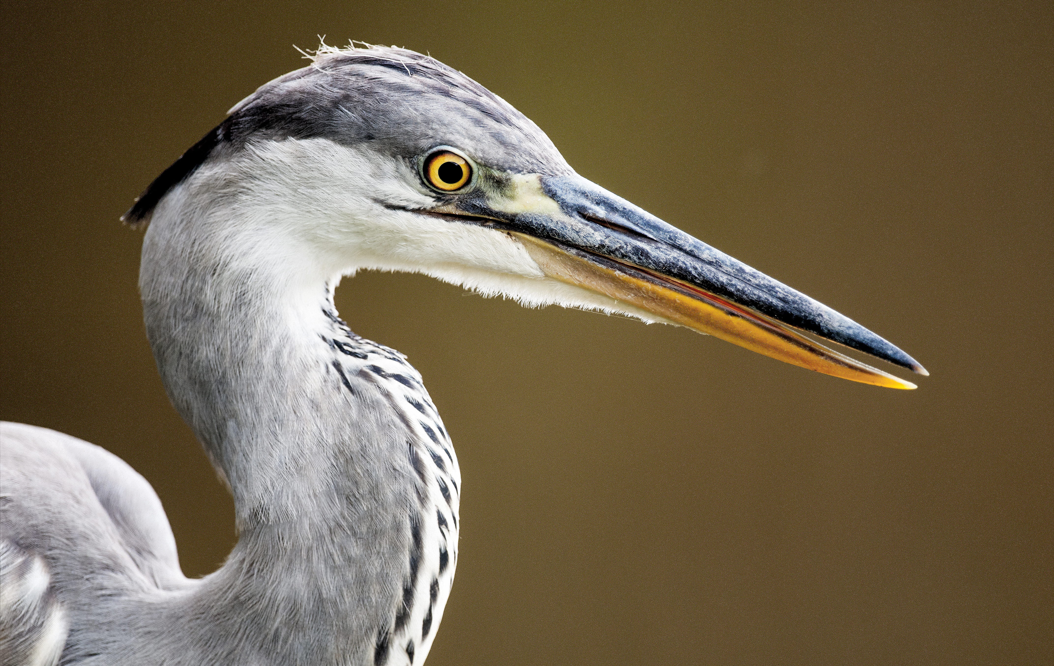 great blue heron, crane bird, plumage, wildlife, vertebrate, feather, side view, profile view, waterfowl, focus on foreground, feathers, bird, beak, animal eye, HD Wallpaper