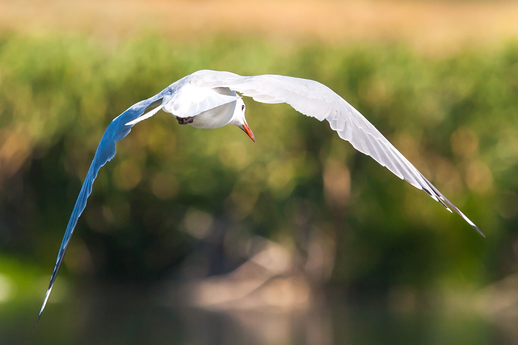 wings, animals in the wild, seagull, cape town, sunlight, false bay nature reserve, no people, animal themes, seabird, one animal, outdoors, avian, motion, HD Wallpaper