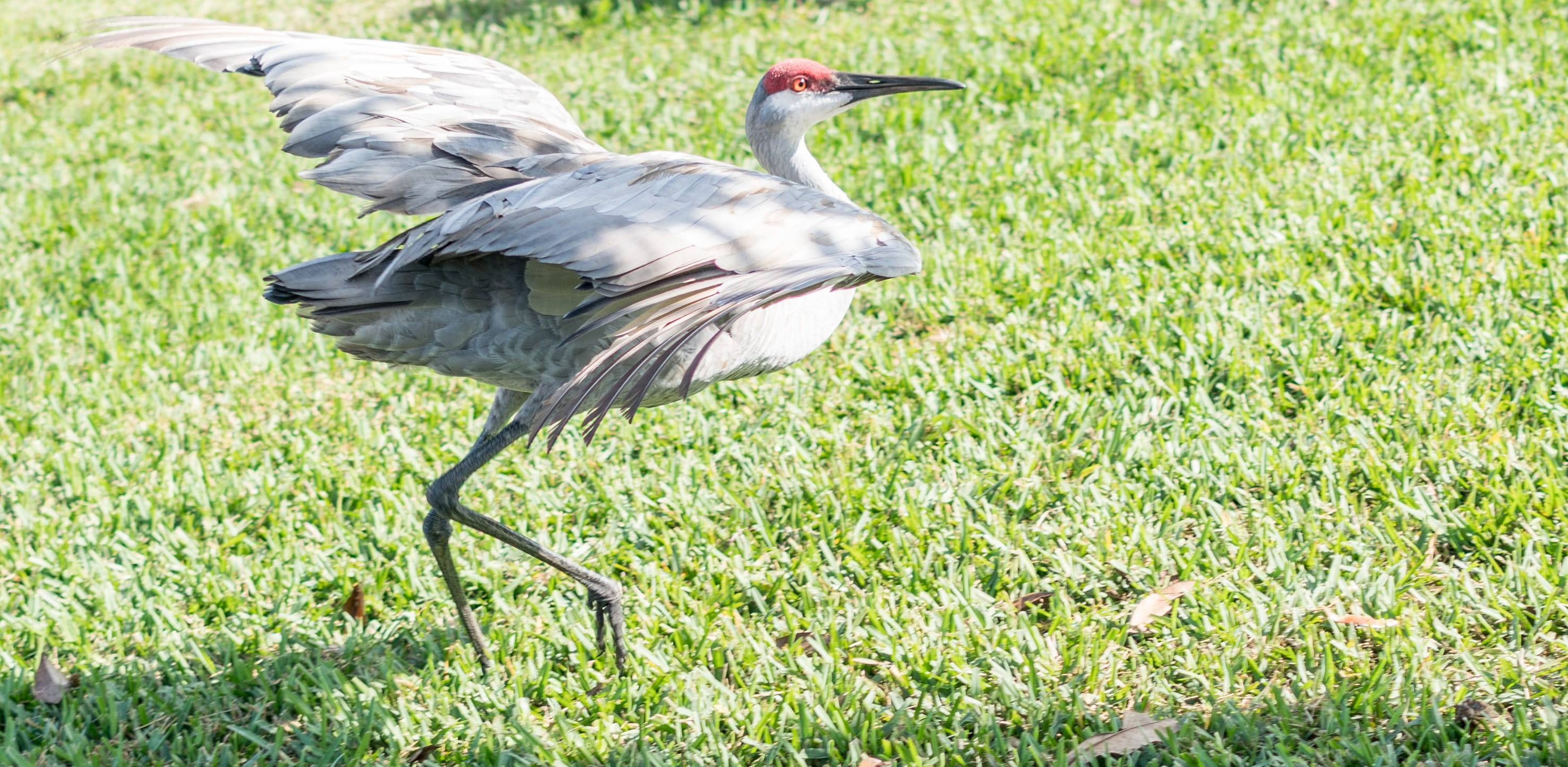 wildlife, young, wild, animal themes, sand hill crane, plant, 2K, growth, florida, land, vertebrate, focus on foreground, animal wildlife, grass, animals in the wild, HD Wallpaper