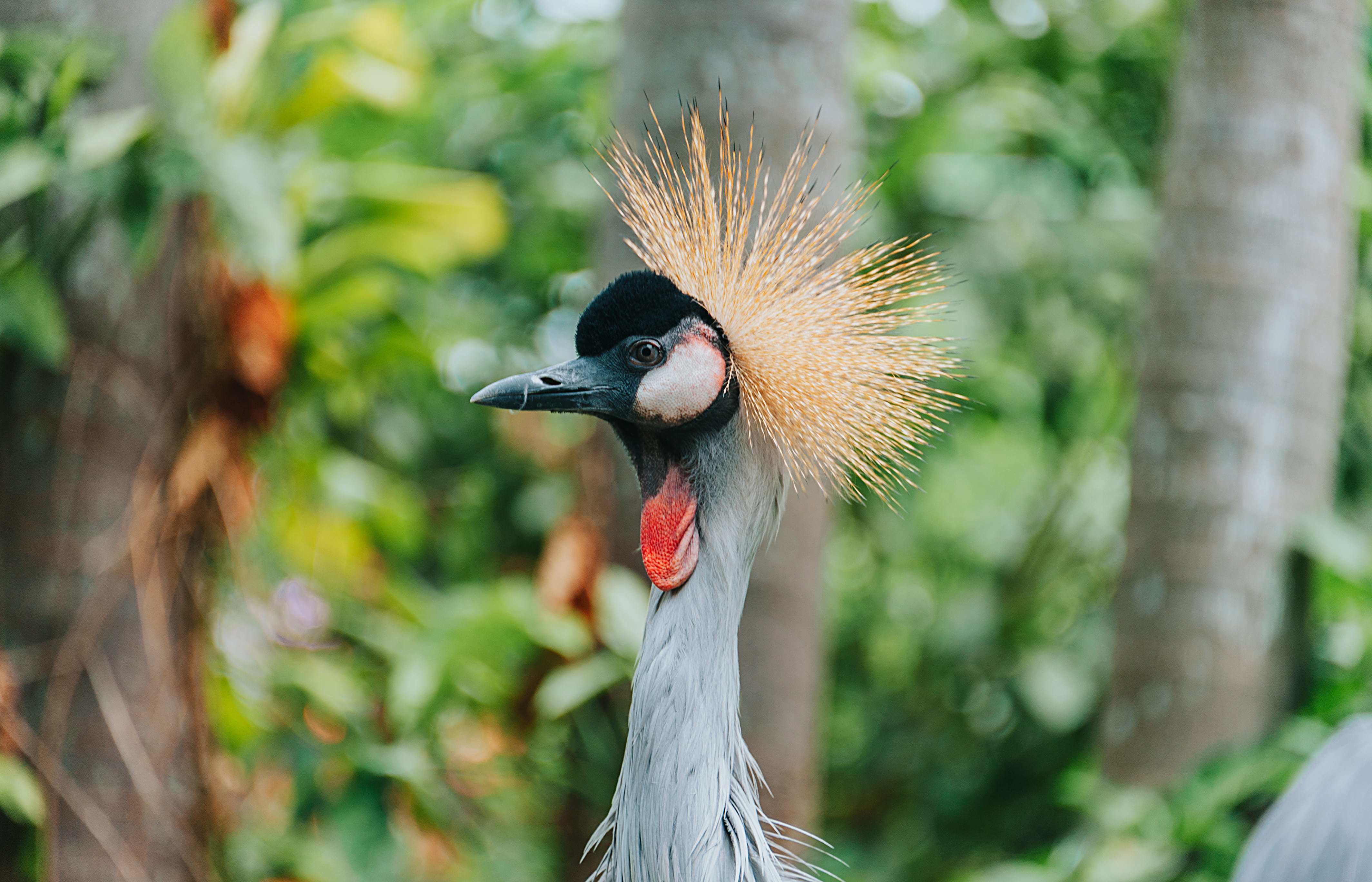 profile view, one animal, focus, avian, animal eye, animal body part, beak, animal wildlife, zoo, no people, tree, bird, blur, outdoors, park, photography, HD Wallpaper