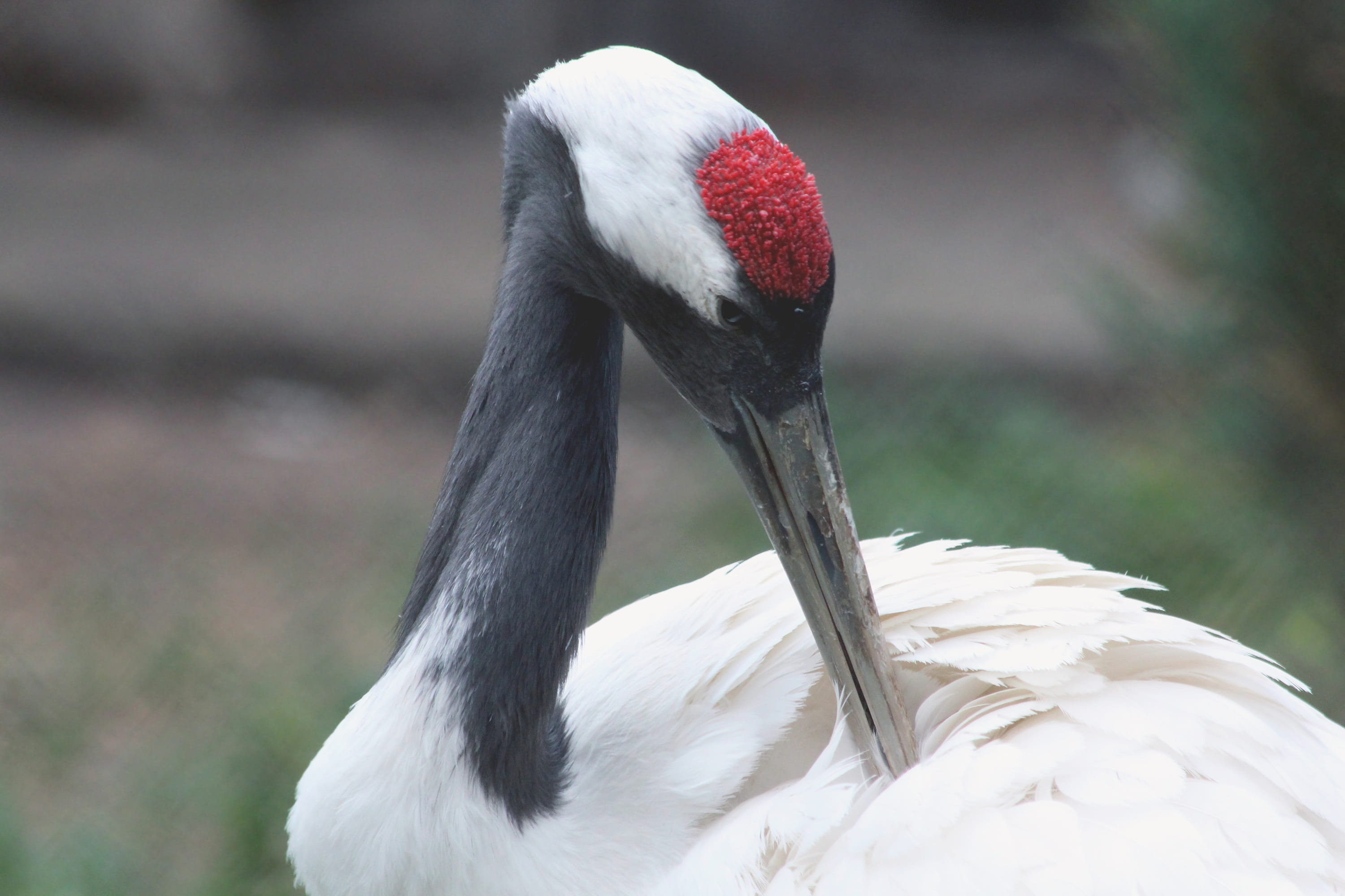 2K, closeup, feathered race, long-legged, Japanese Crane, grus japonensis, animals in the wild, animal neck, crane, animal themes, vertebrate, ussuri crane, HD Wallpaper