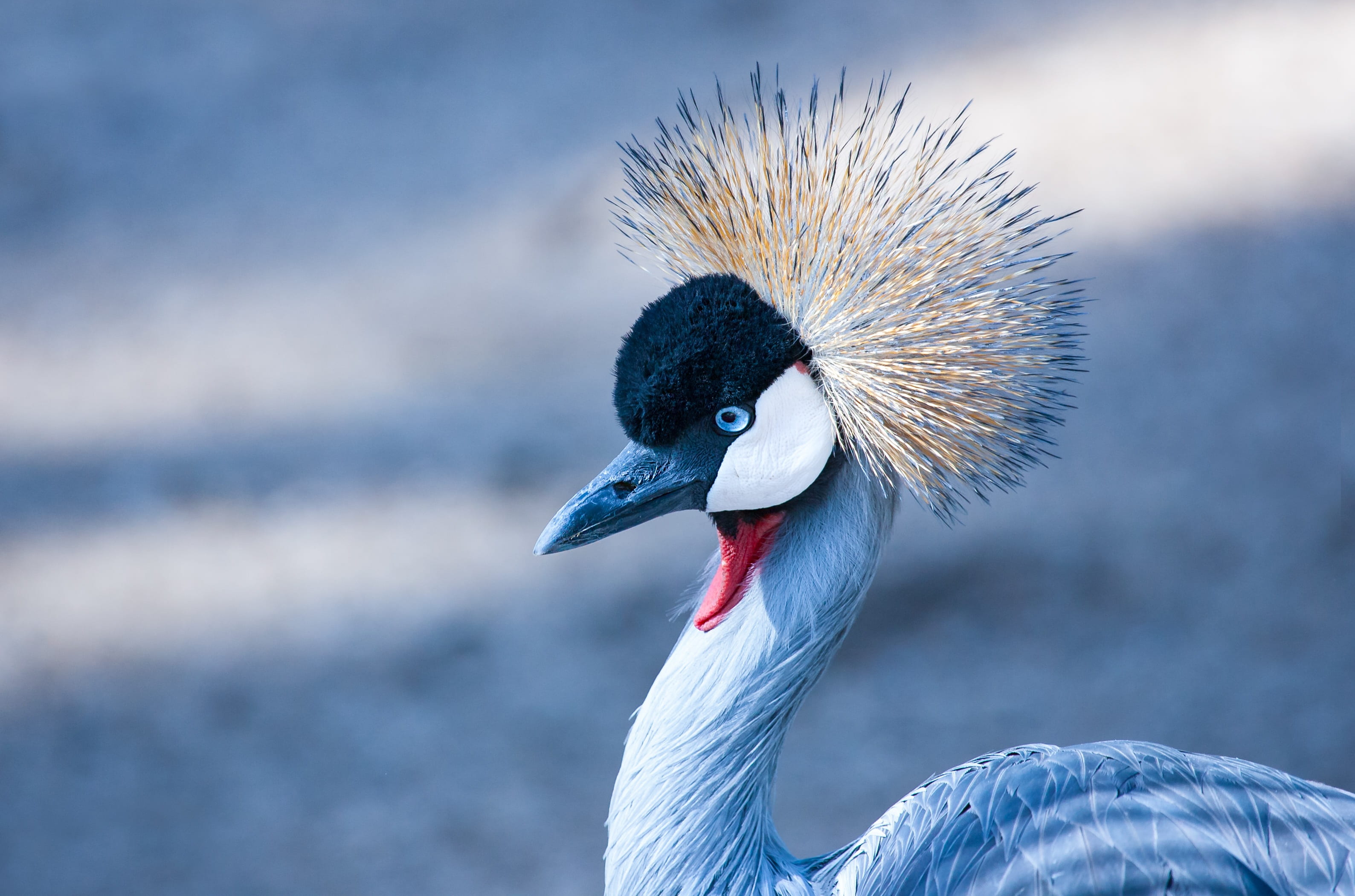 medium, long, animal neck, headshot, nature, beaked, focus, no people, animal wildlife, hout bay, animal eye, crane - bird, bird, animal body part, blue, HD Wallpaper