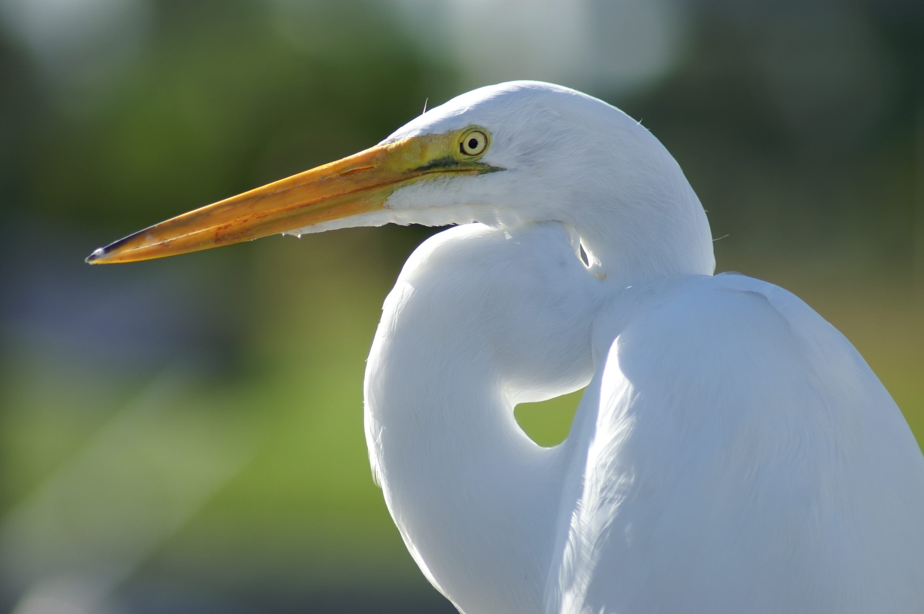 day, wildlife, nature, one animal, photo, beak, animals in the wild, outdoors, animal head, egret, wild, long, white, dom, feather, fly, crane, side view, HD Wallpaper