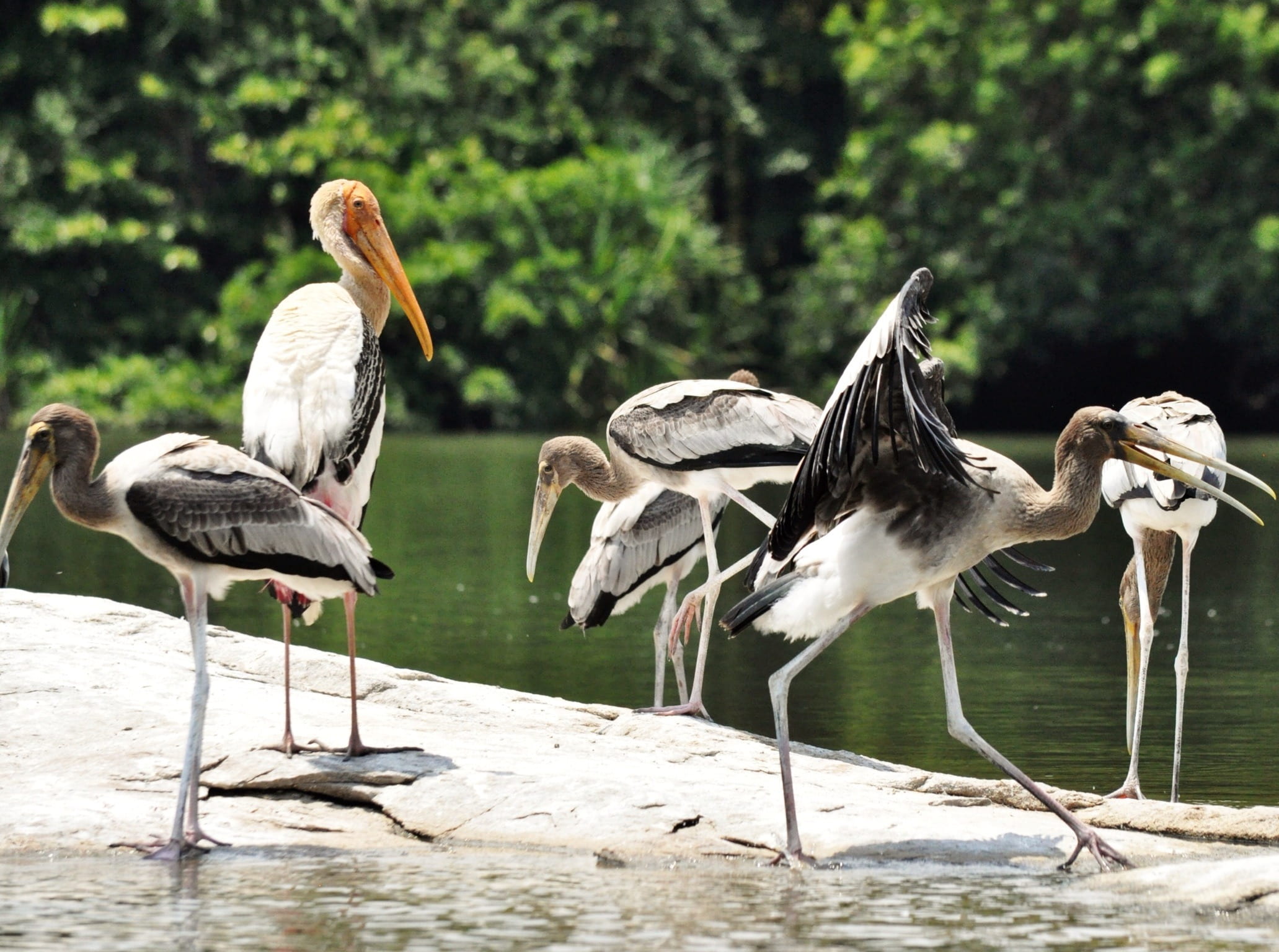 vertebrate, animals in the wild, bird, outdoors, 1080P, animal, wings, beauty in nature, focus on foreground, feather, animal wildlife, nature, wildlife, HD Wallpaper