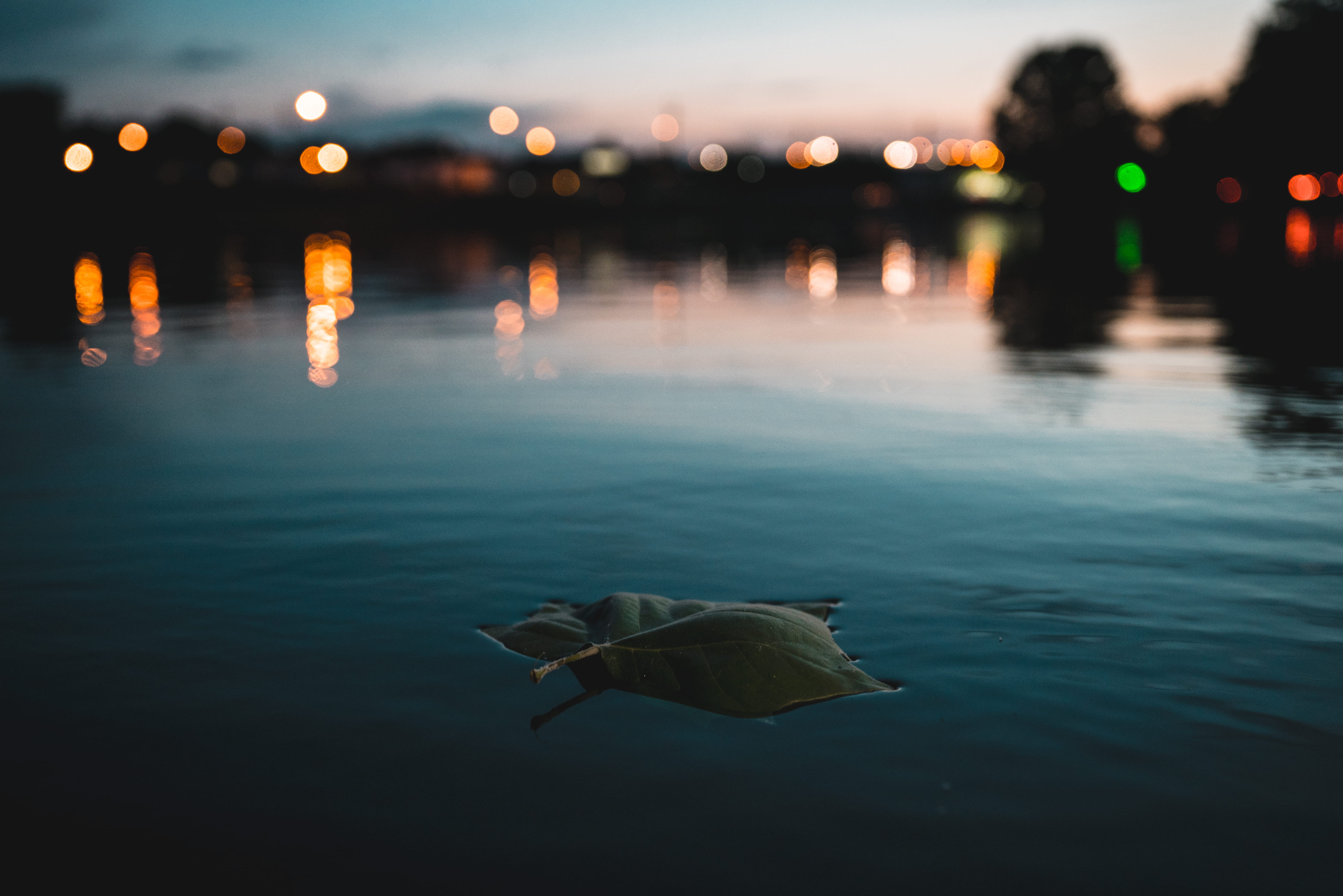 tree, nature, floating on water, illuminated, reflection, water, leaf, blue, tranquil scene, floating, leafe, environment, sea, night, outside city, ripple, HD Wallpaper