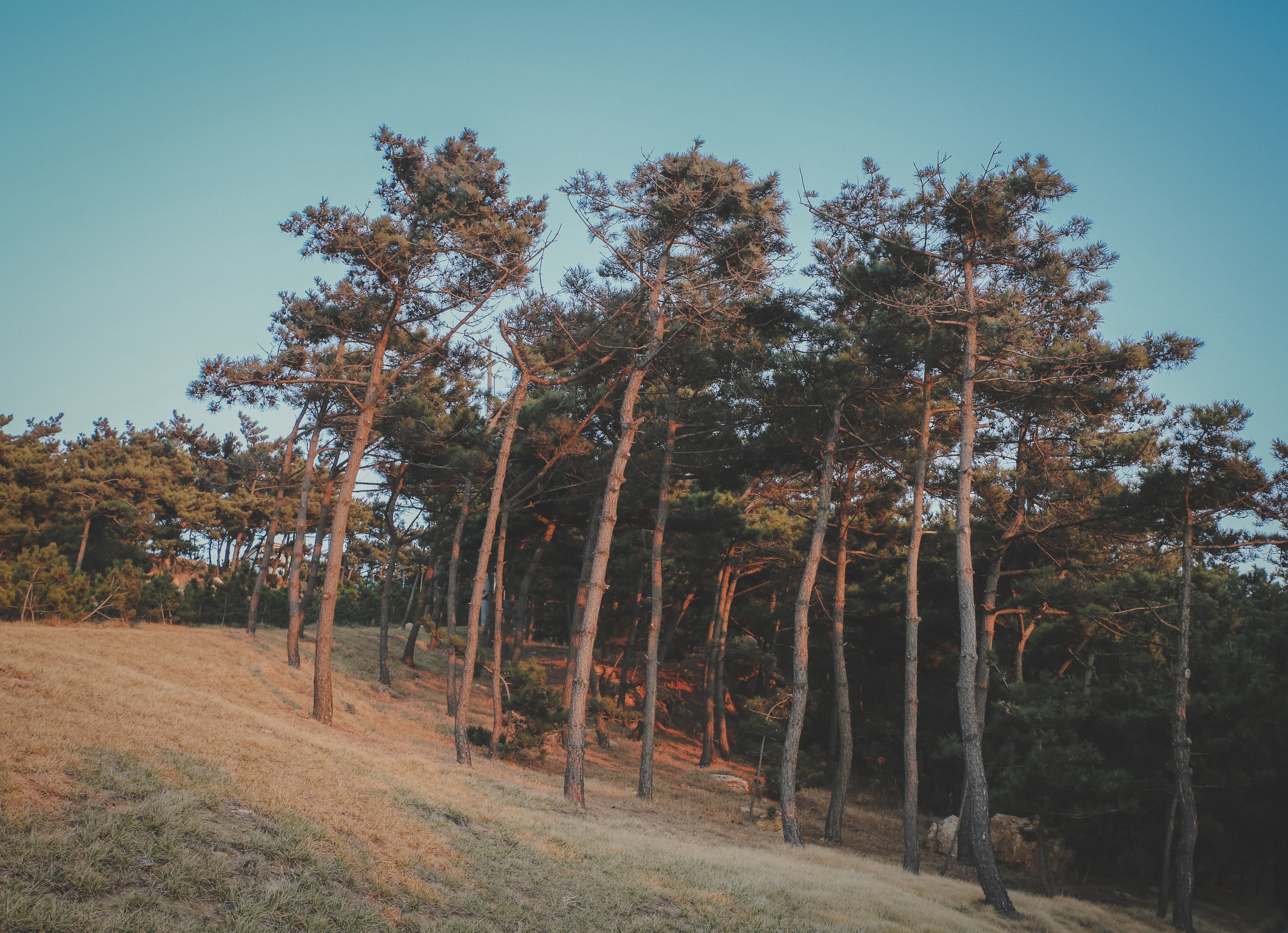 nature, the wild, plant, film, sky, non-urban scene, no people, scenics - nature, 5K, beauty in nature, tranquility, landscape, day, environment, clear sky, HD Wallpaper